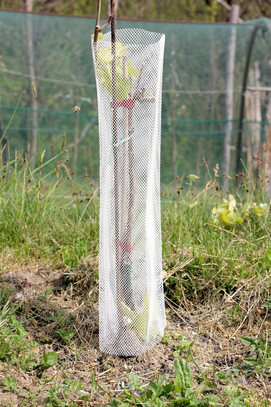 Shelter Bio RODEX – Protezione biodegradabile per piante in ambienti esigenti - Diam. 140mm