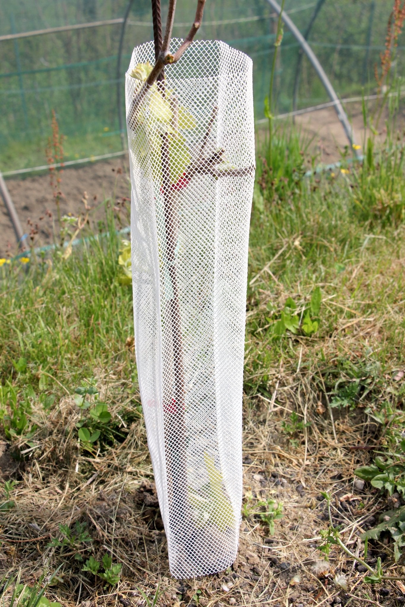 Shelter Bio RODEX – Protezione biodegradabile per piante in ambienti esigenti - Diam. 140mm - Arbri Store - Supporti per piante