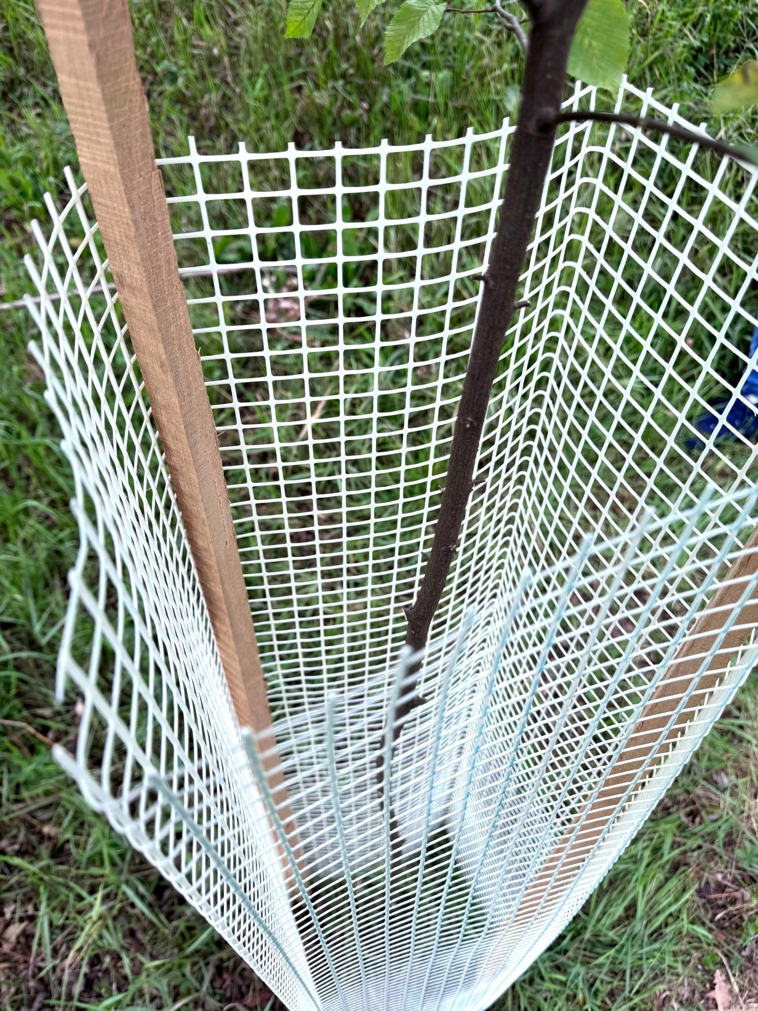 Shelter Bio SilTech 300 – Massima protezione biodegradabile per impianti forestali - Diam. 300mm