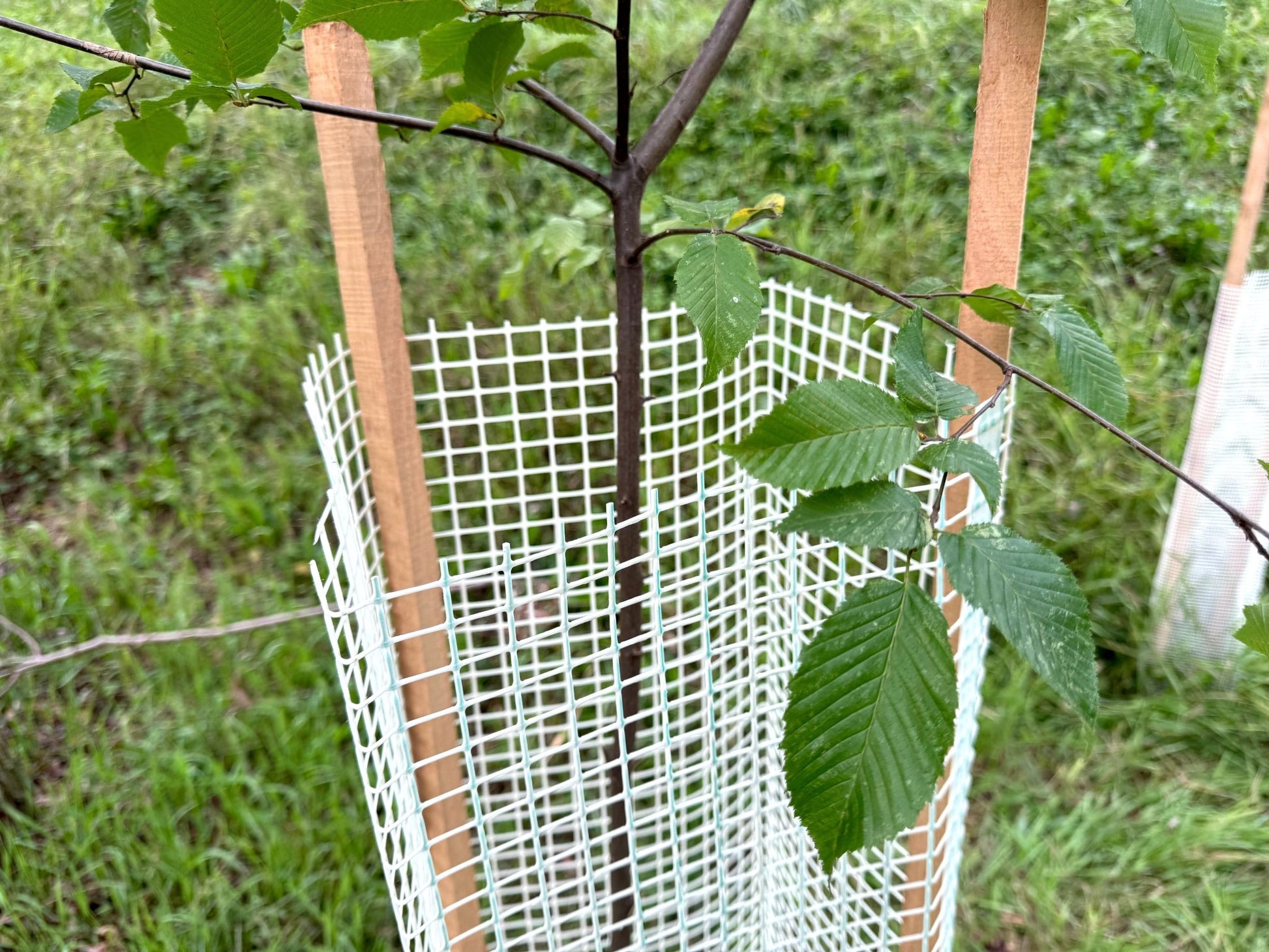Shelter Bio SilTech 300 – Massima protezione biodegradabile per impianti forestali - Diam. 300mm