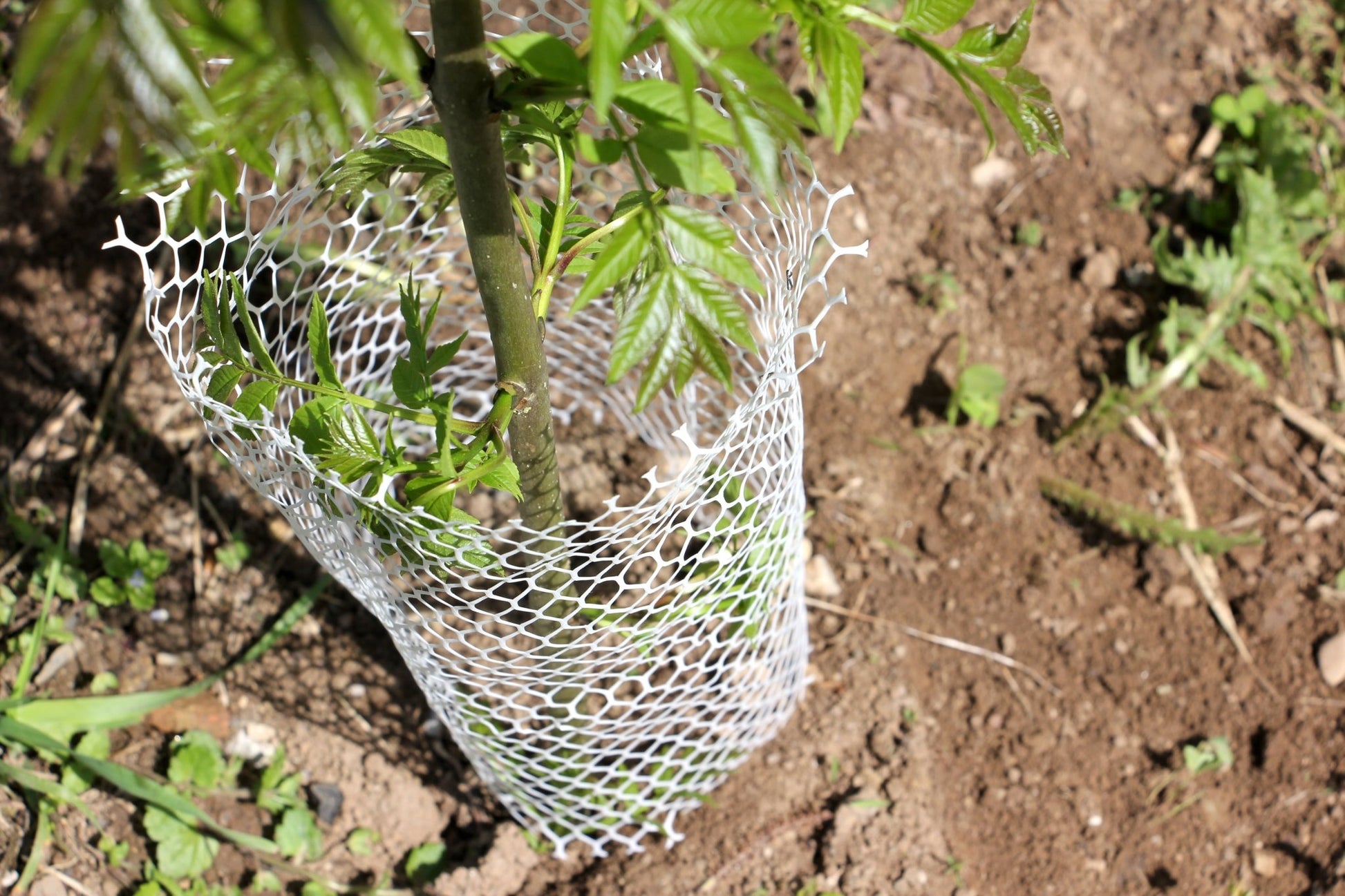 Shelter BioLAPIN – Rete 100% biodegradabile per la protezione di piante  - Diam. 140mm - Arbri Store - Supporti per piante