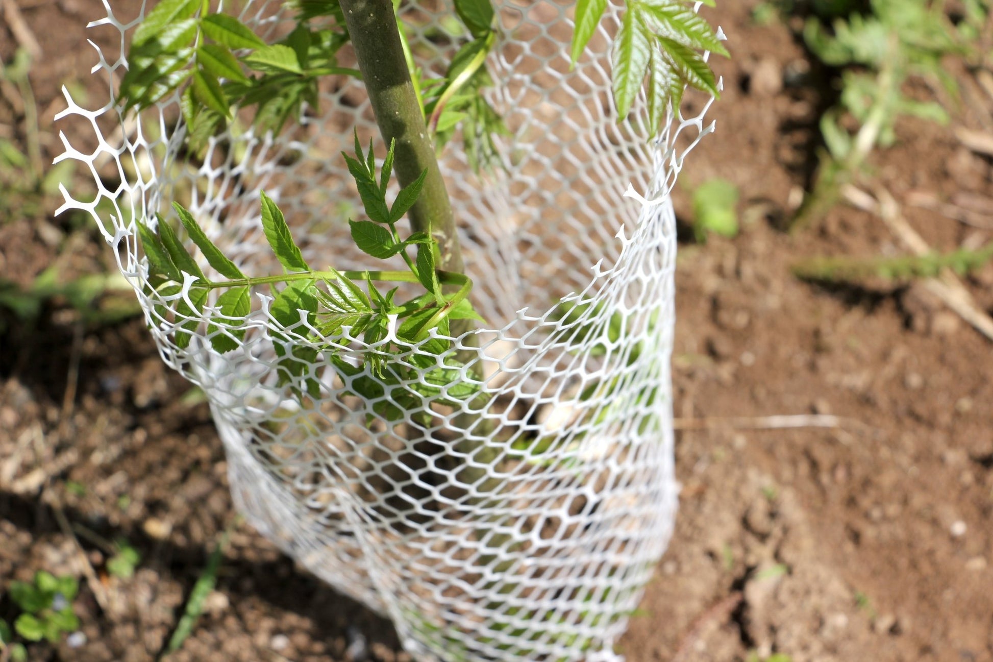 Shelter BioLAPIN – Rete 100% biodegradabile per la protezione di piante  - Diam. 140mm - Arbri Store - Supporti per piante