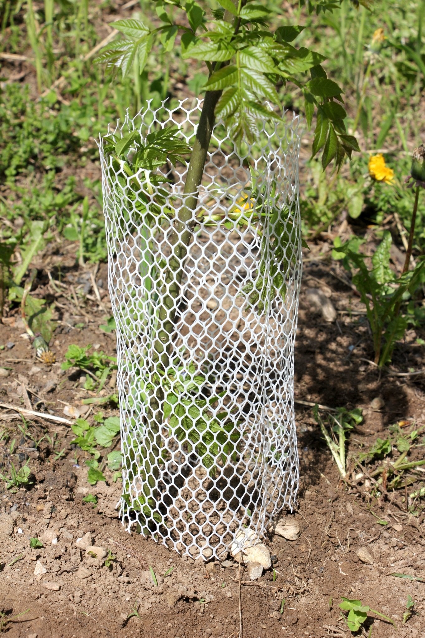 Shelter BioLAPIN – Rete 100% biodegradabile per la protezione di piante - Diam. 140mm - Arbri Store - Supporti per piante