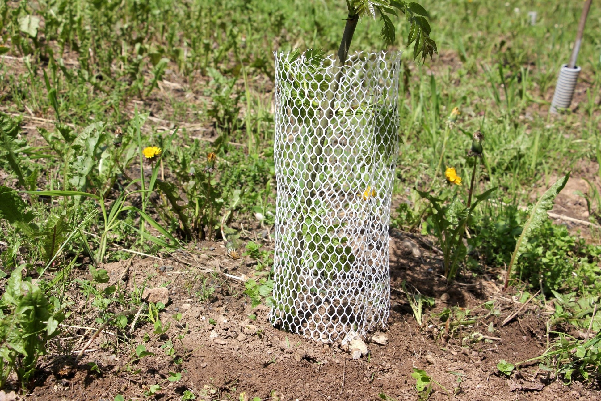 Shelter BioLAPIN – Rete 100% biodegradabile per la protezione di piante  - Diam. 140mm - Arbri Store - Supporti per piante