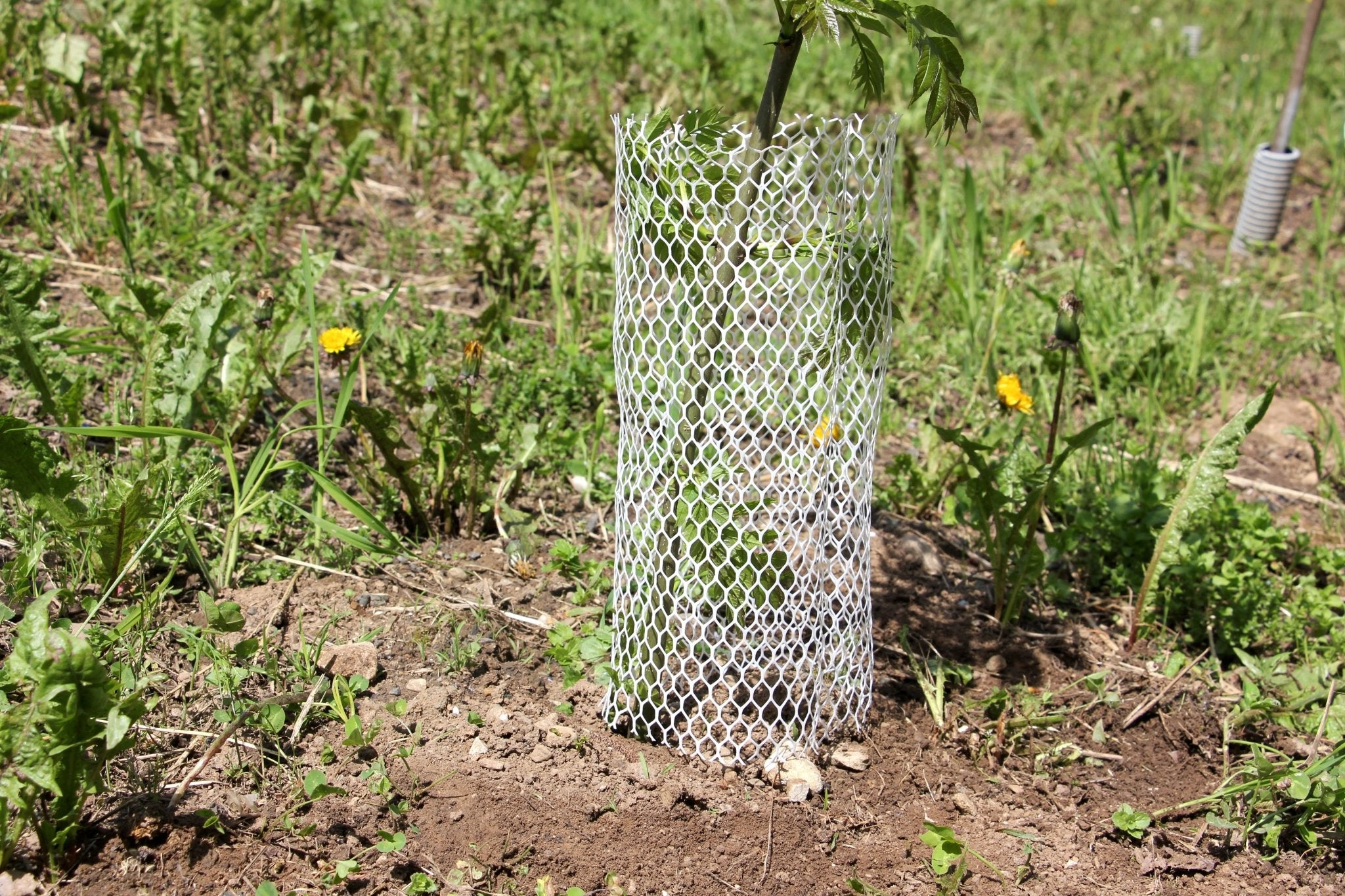 Shelter BioLAPIN – Rete 100% biodegradabile per la protezione di piante  - Diam. 140mm - Arbri Store - Supporti per piante