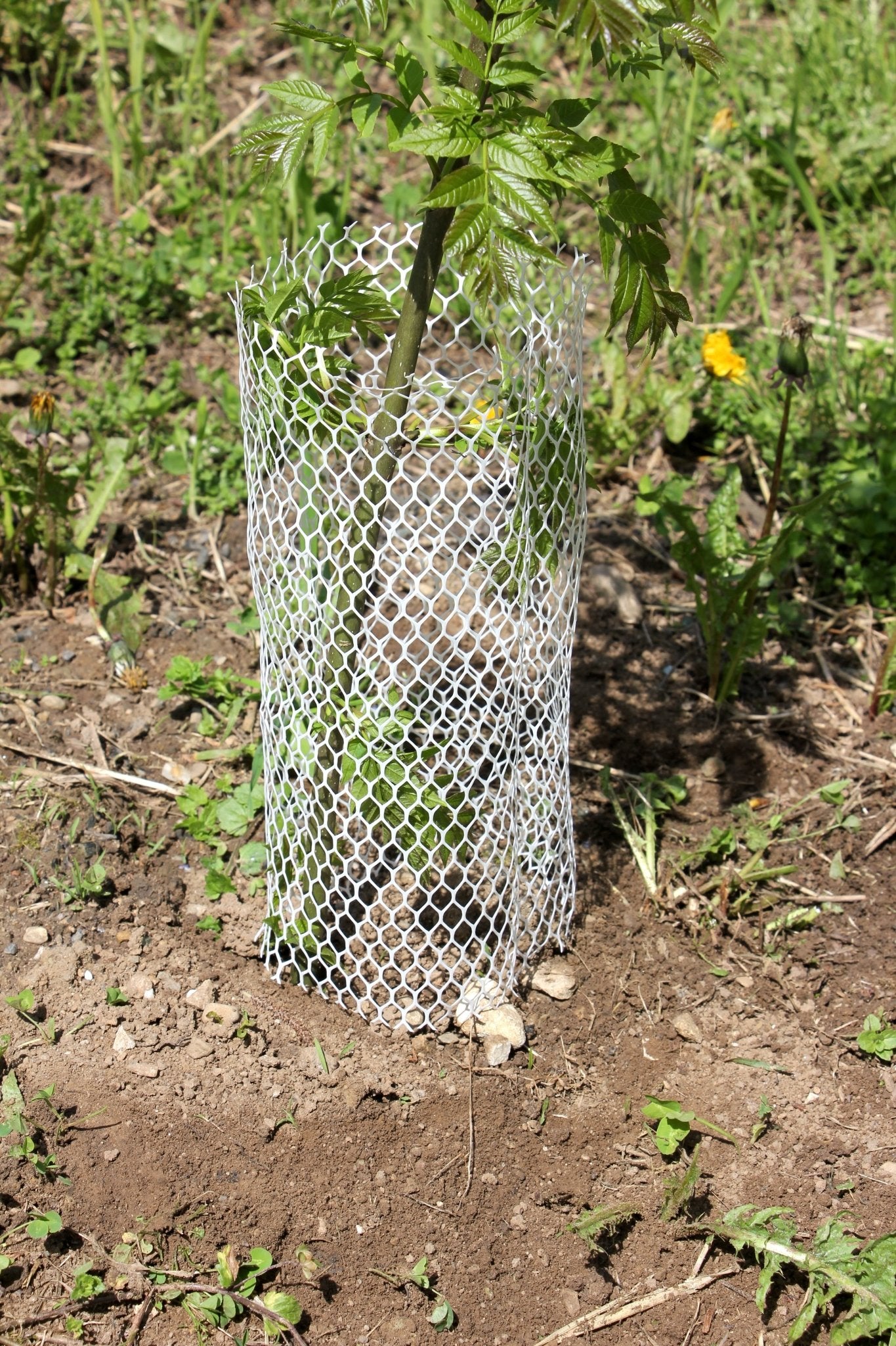 Shelter BioLAPIN – Rete 100% biodegradabile per la protezione di piante  - Diam. 140mm - Arbri Store - Supporti per piante