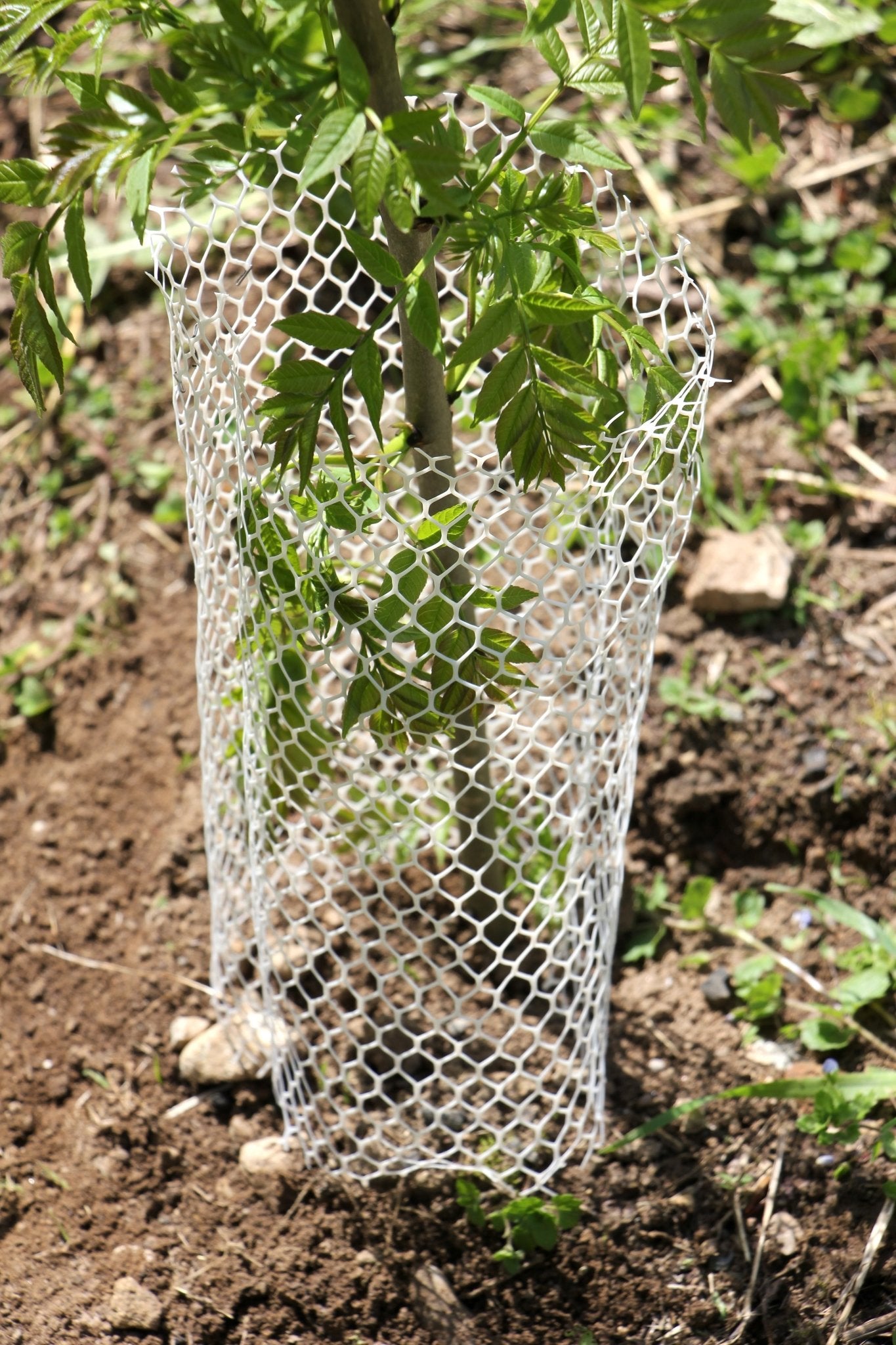 Shelter BioLAPIN – Rete 100% biodegradabile per la protezione di piante  - Diam. 140mm - Arbri Store - Supporti per piante