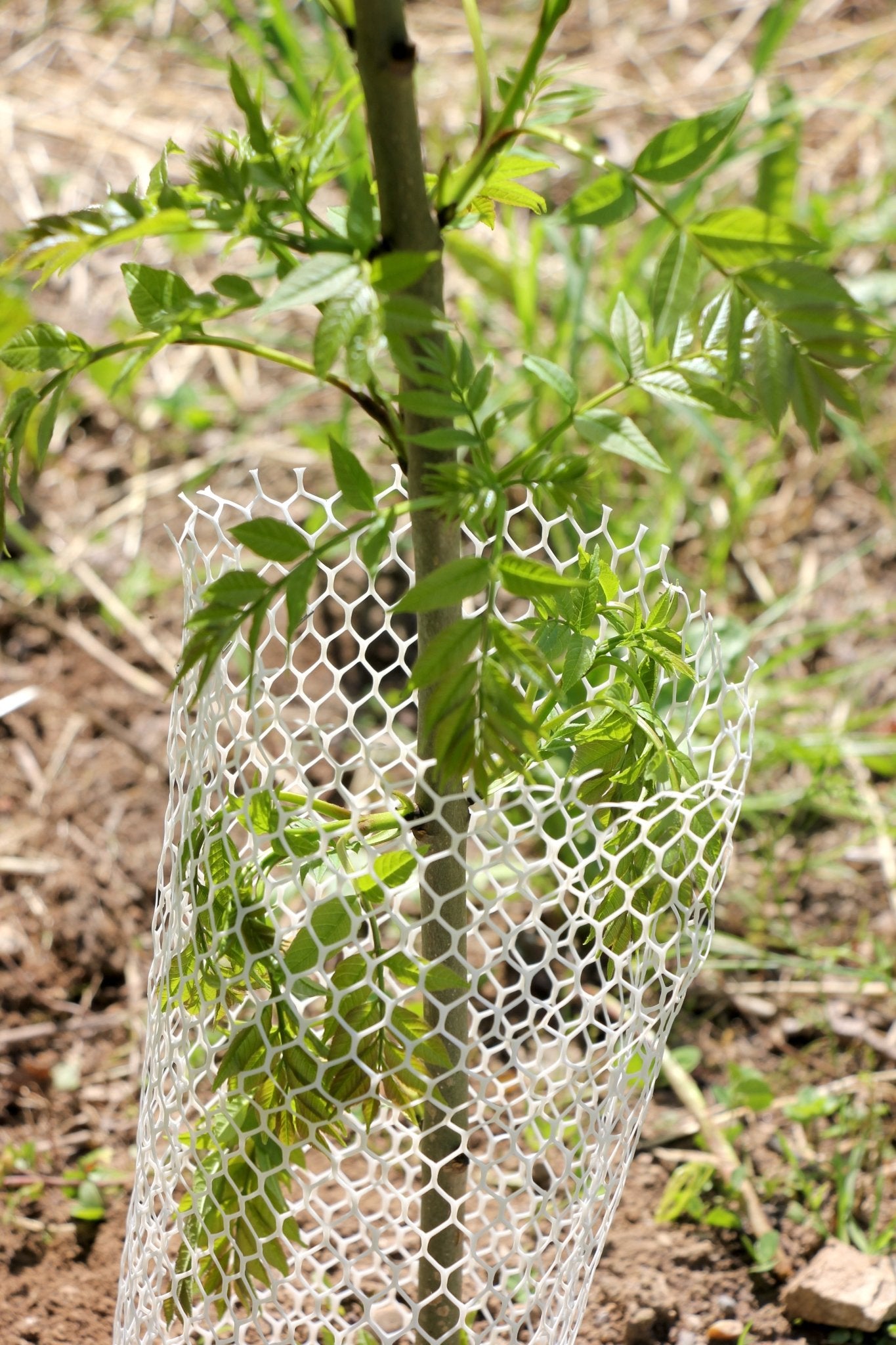 Shelter BioLAPIN – Rete 100% biodegradabile per la protezione di piante  - Diam. 140mm - Arbri Store - Supporti per piante