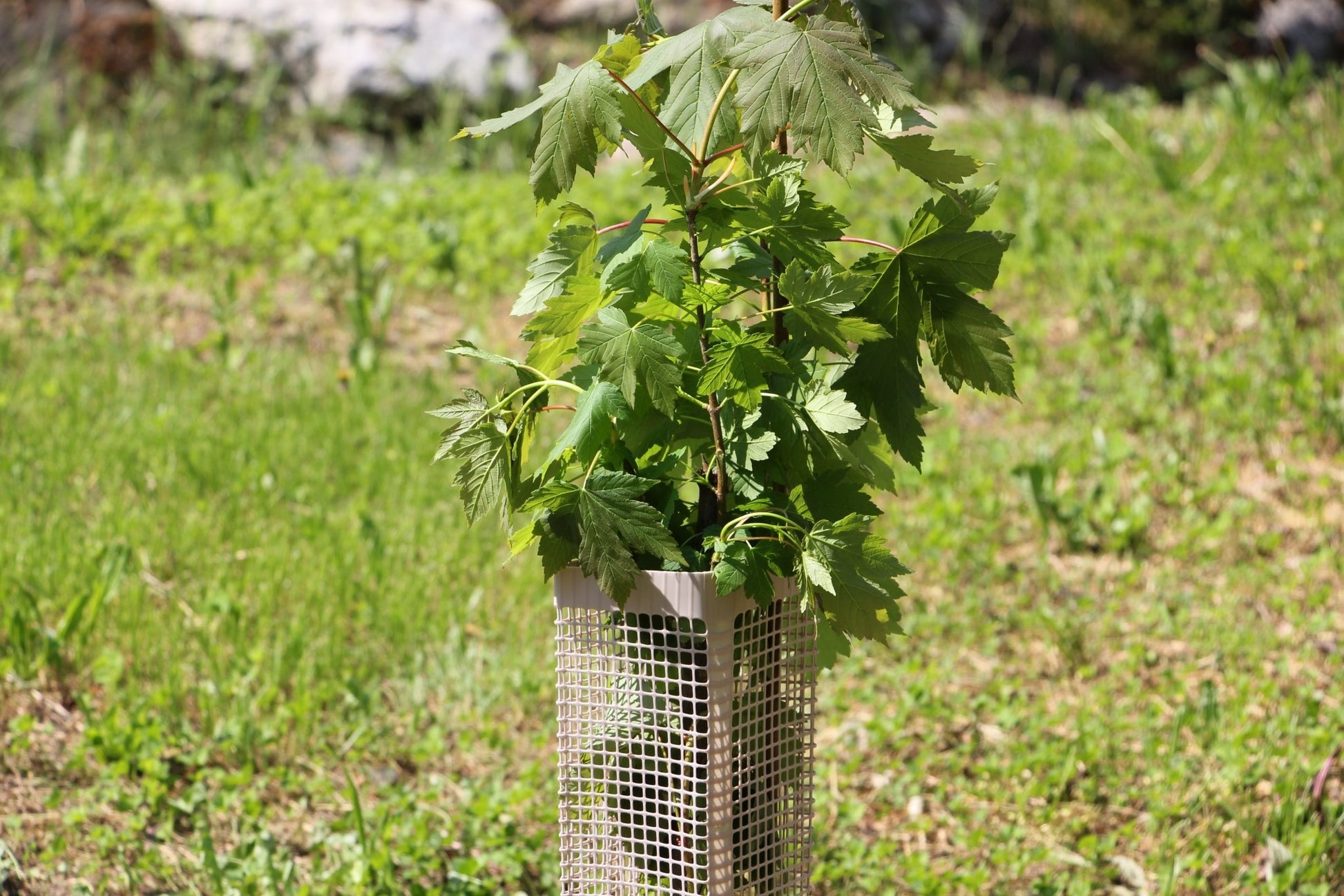 Shelter BioSilTech 120 – Shelter biodegradabile ad alta resistenza per impianti frutticoli e forestali - Diam. 120mm - Arbri Store - Supporti per piante