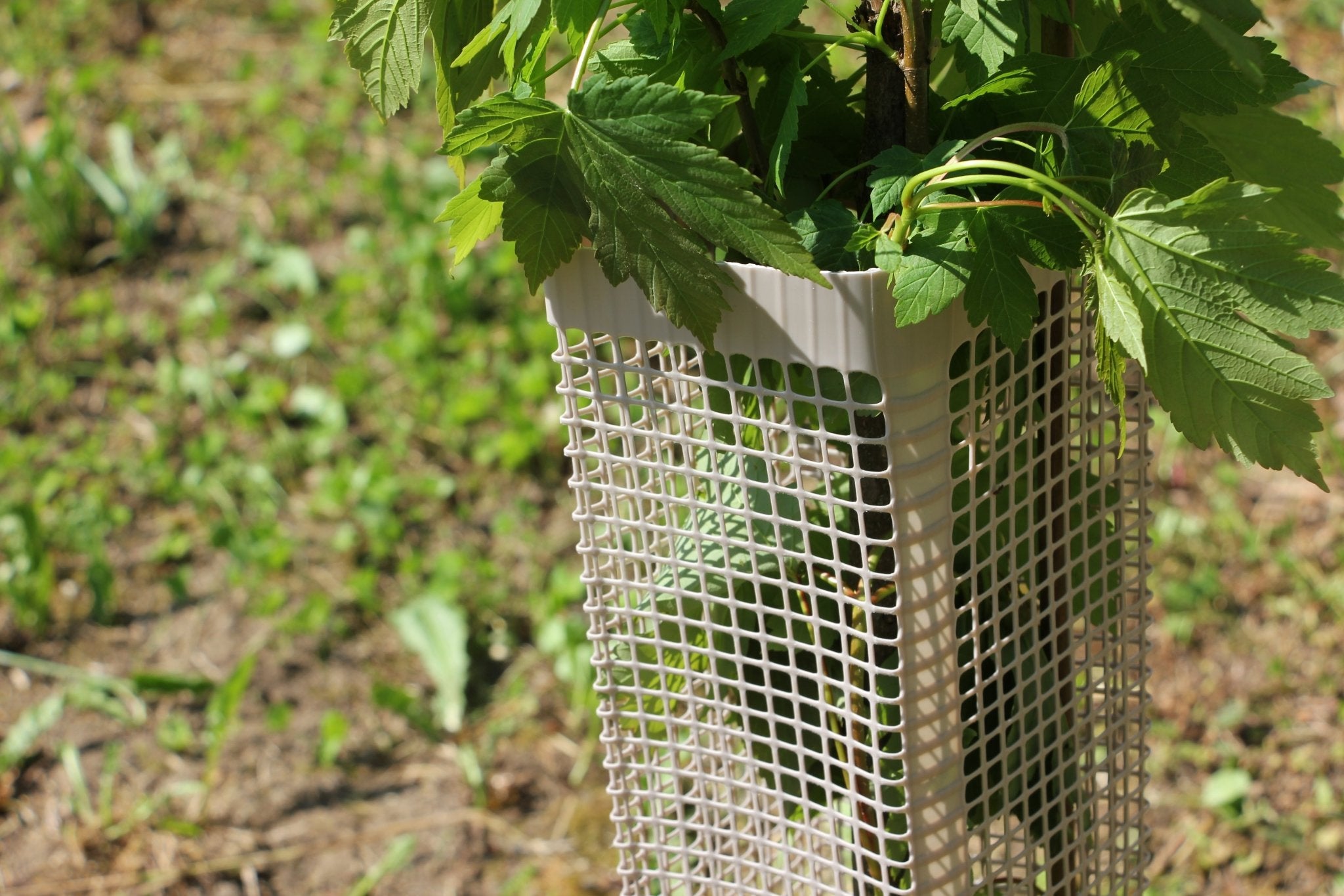 Shelter BioSilTech 120 – Shelter biodegradabile ad alta resistenza per impianti frutticoli e forestali - Diam. 120mm - Arbri Store - Supporti per piante
