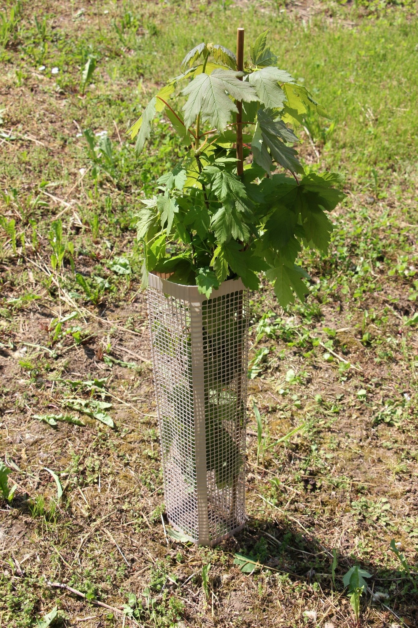 Shelter BioSilTech 120 – Shelter biodegradabile ad alta resistenza per impianti frutticoli e forestali - Diam. 120mm - Arbri Store - Supporti per piante