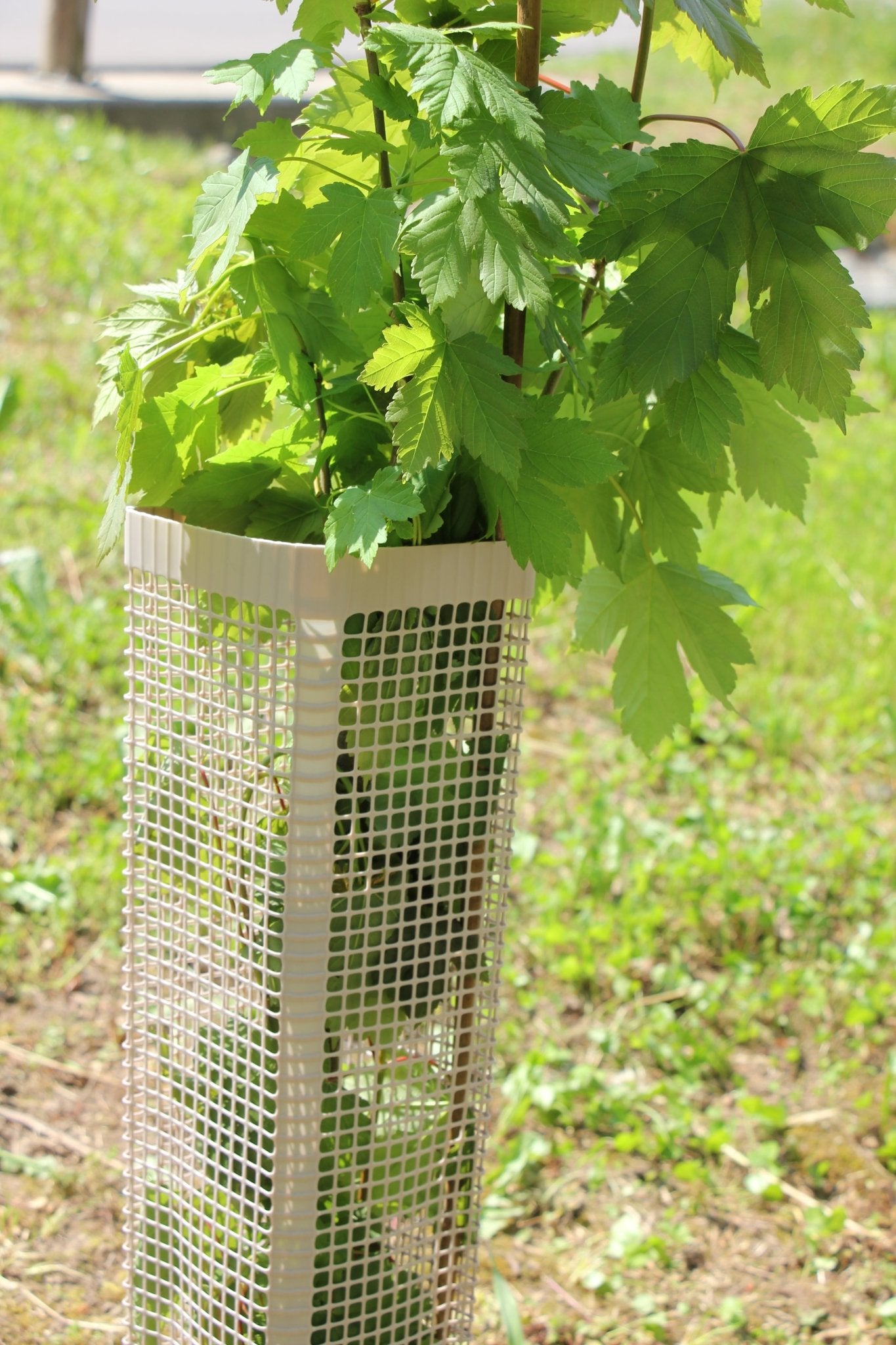 Shelter BioSilTech 120 – Shelter biodegradabile ad alta resistenza per impianti frutticoli e forestali - Diam. 120mm - Arbri Store - Supporti per piante