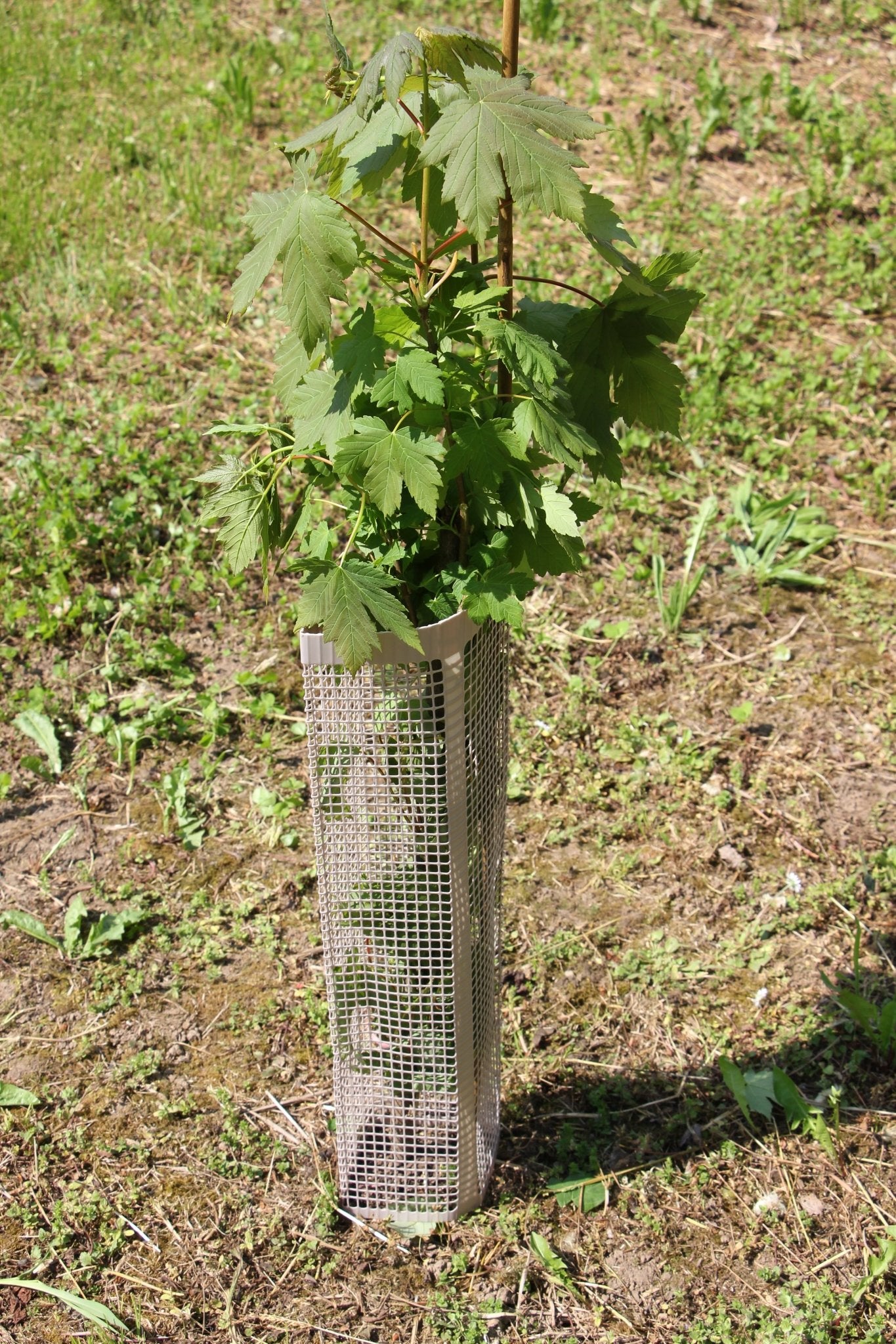 Shelter BioSilTech 120 – Shelter biodegradabile ad alta resistenza per impianti frutticoli e forestali - Diam. 120mm - Arbri Store - Supporti per piante