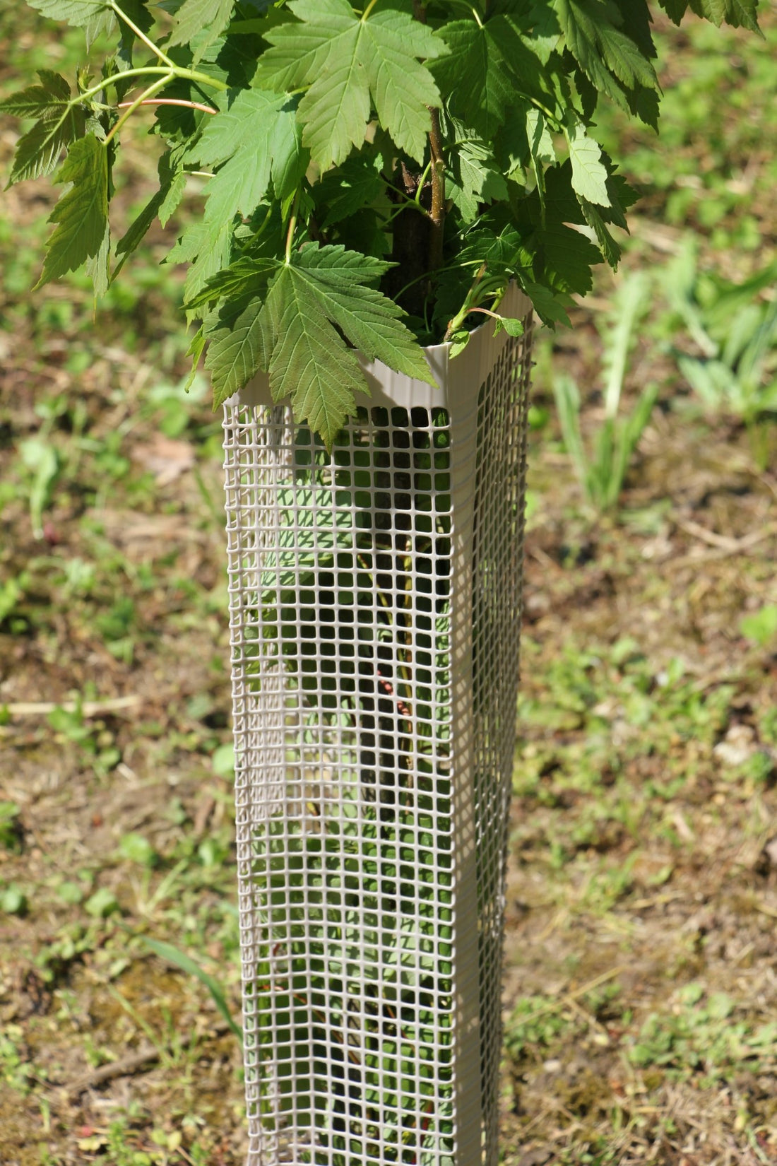 Shelter BioSilTech 120 – Shelter biodegradabile ad alta resistenza per impianti frutticoli e forestali - Diam. 120mm - Arbri Store - Supporti per piante