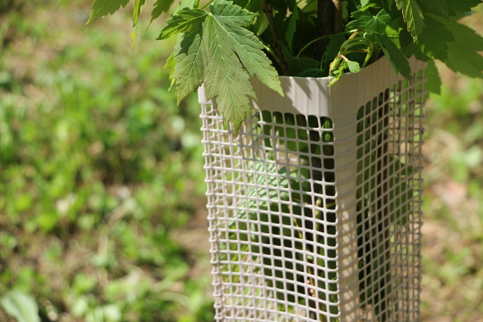 Shelter BioSilTech 120 – Shelter biodegradabile ad alta resistenza per impianti frutticoli e forestali - Diam. 120mm - Arbri Store - Supporti per piante