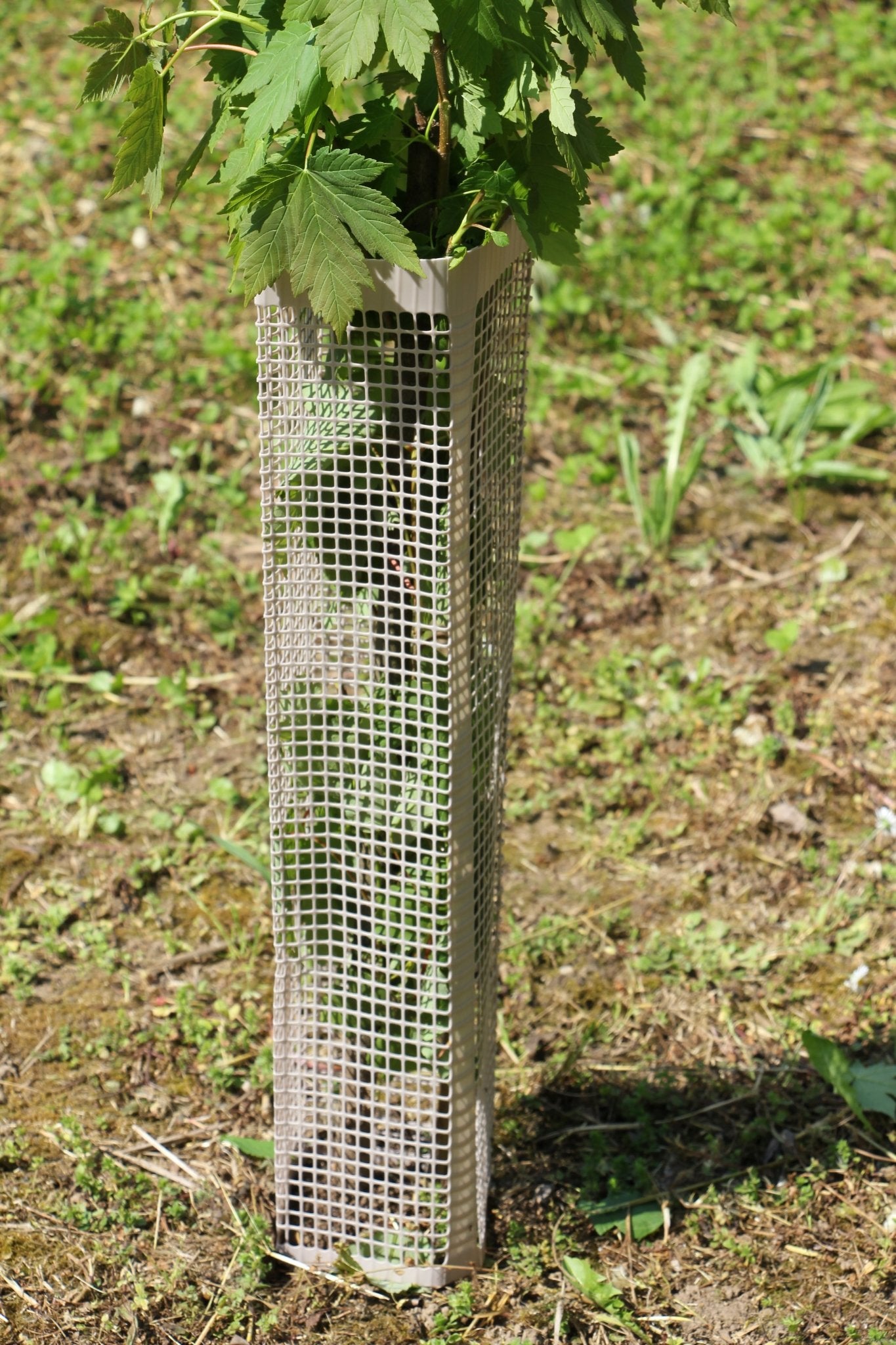 Shelter BioSilTech 120 – Shelter biodegradabile ad alta resistenza per impianti frutticoli e forestali - Diam. 120mm - Arbri Store - Supporti per piante