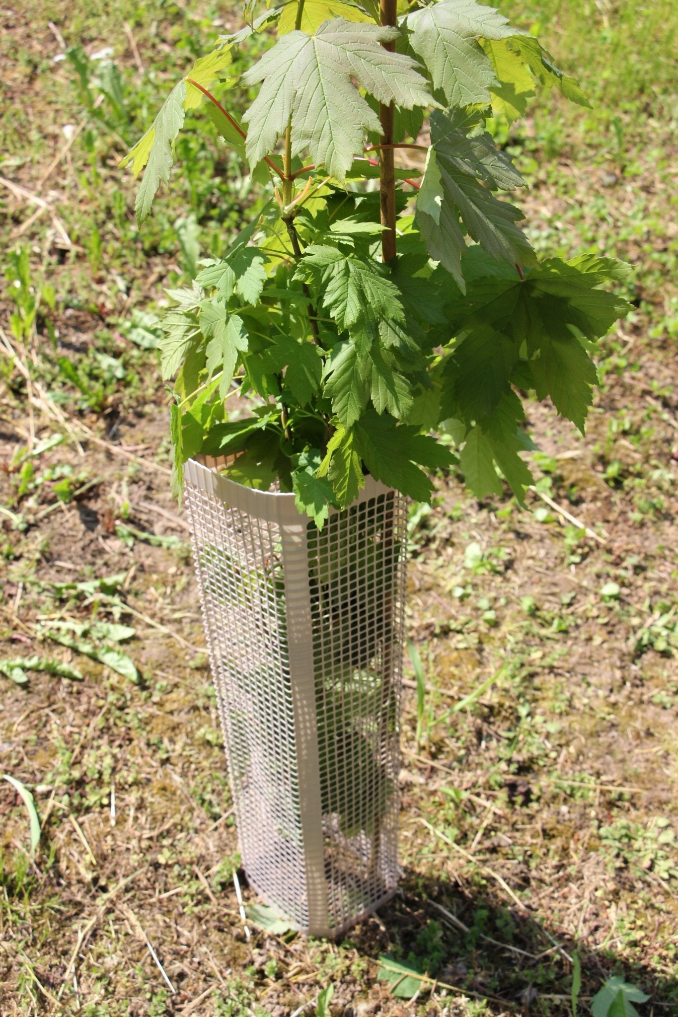 Shelter BioSilTech 120 – Shelter biodegradabile ad alta resistenza per impianti frutticoli e forestali - Diam. 120mm - Arbri Store - Supporti per piante