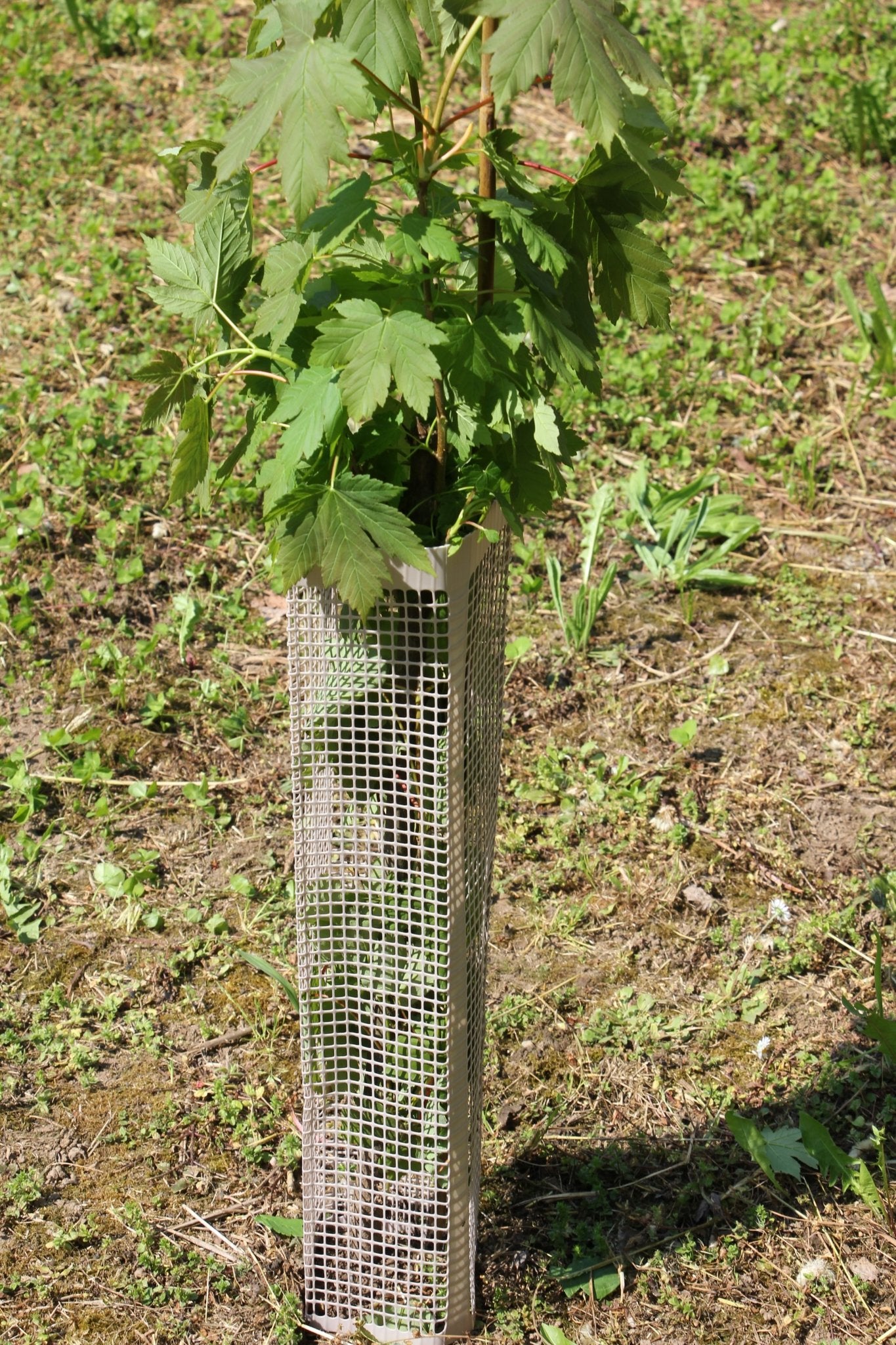 Shelter BioSilTech 120 – Shelter biodegradabile ad alta resistenza per impianti frutticoli e forestali - Diam. 120mm - Arbri Store - Supporti per piante
