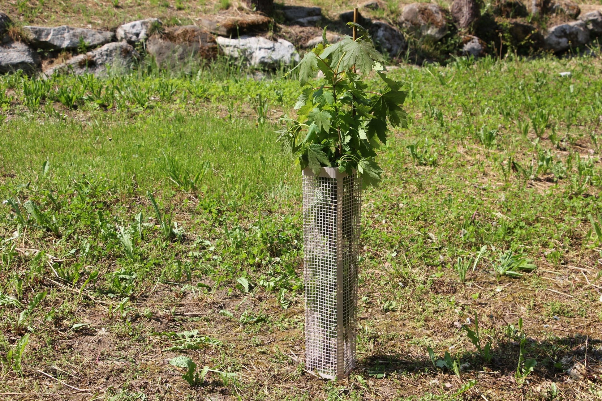 Shelter BioSilTech 120 – Shelter biodegradabile ad alta resistenza per impianti frutticoli e forestali - Diam. 120mm - Arbri Store - Supporti per piante