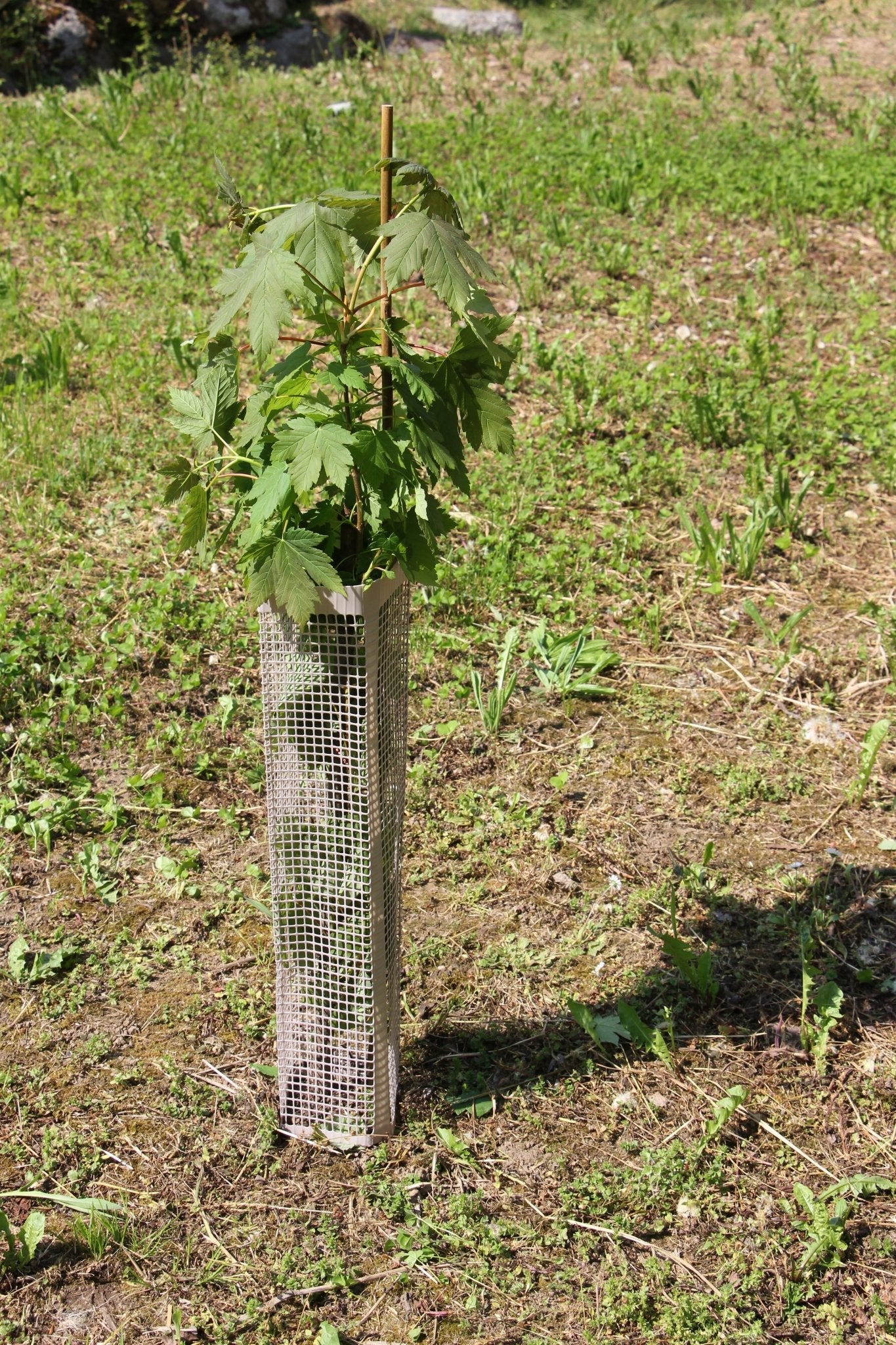 Shelter BioSilTech 120 – Shelter biodegradabile ad alta resistenza per impianti frutticoli e forestali - Diam. 120mm - Arbri Store - Supporti per piante
