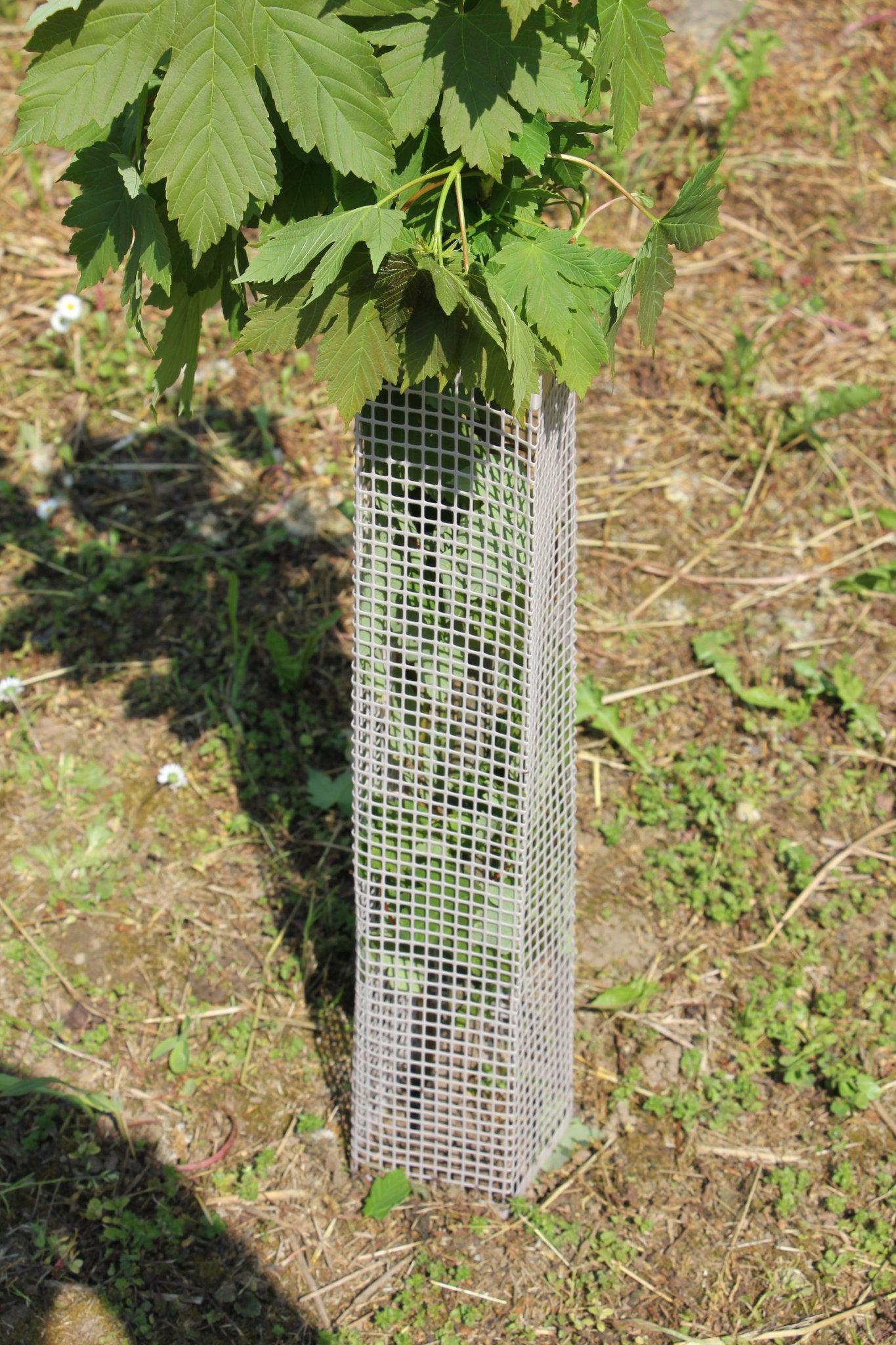 Shelter BioSilTech 120 – Shelter biodegradabile ad alta resistenza per impianti frutticoli e forestali - Diam. 120mm - Arbri Store - Supporti per piante