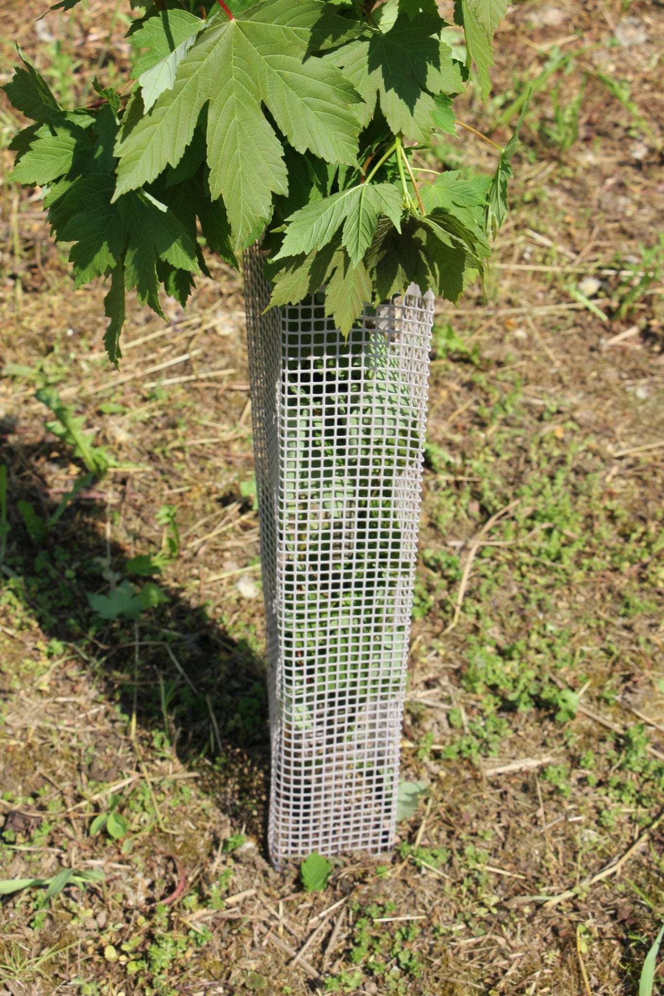 Shelter BioSilTech 120 – Shelter biodegradabile ad alta resistenza per impianti frutticoli e forestali - Diam. 120mm - Arbri Store - Supporti per piante