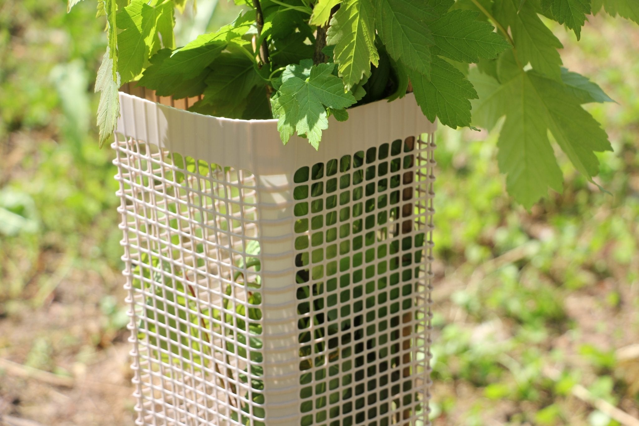 Shelter BioSilTech 120 – Shelter biodegradabile ad alta resistenza per impianti frutticoli e forestali - Diam. 120mm - Arbri Store - Supporti per piante