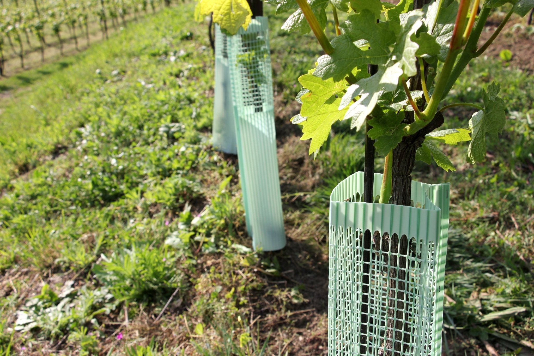 Shelter BioVINEX™ biodegradabile per barbatelle e giovani viti - Arbri Store - Supporti per piante