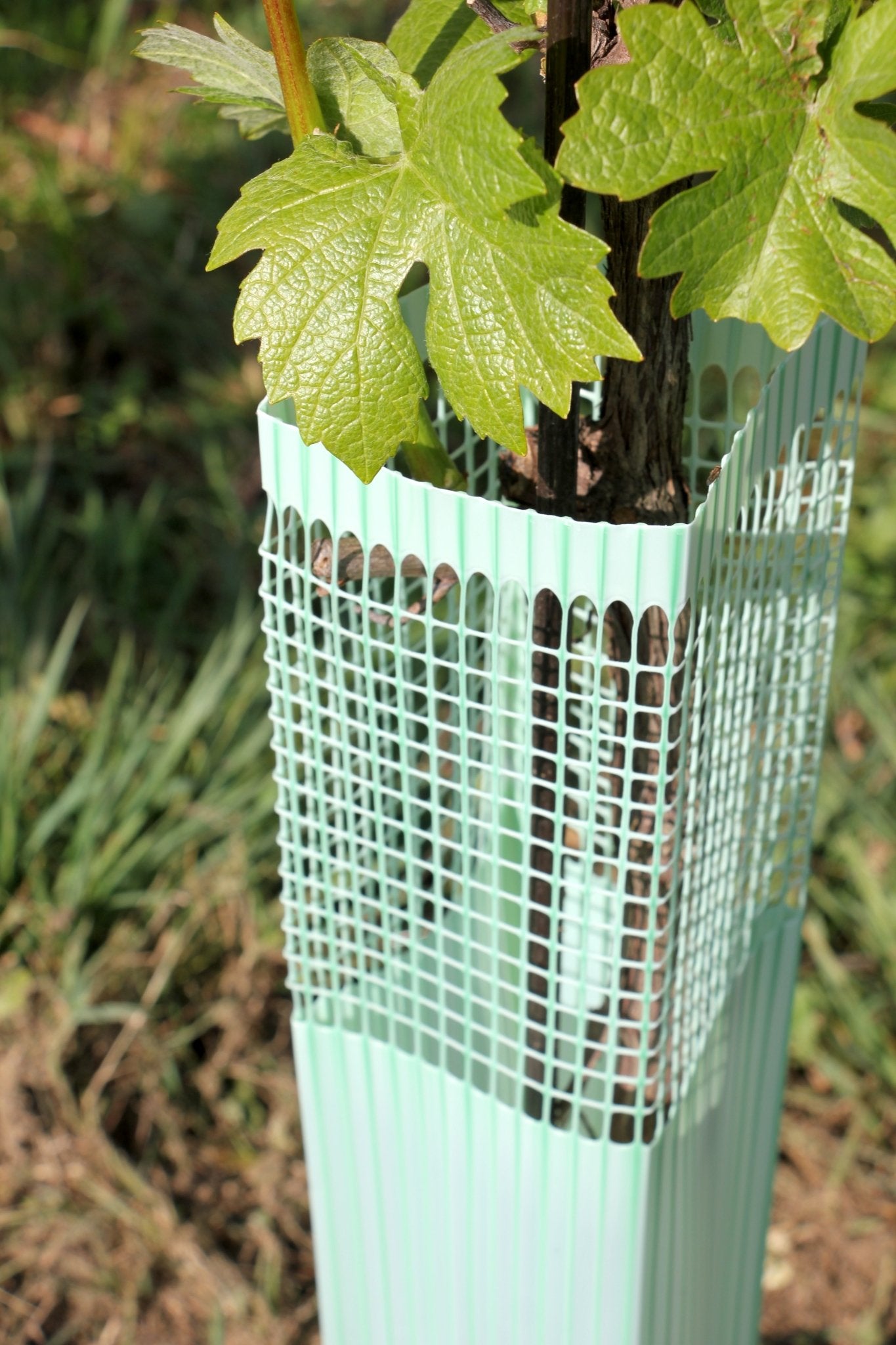 Shelter BioVINEX™ biodegradabile per barbatelle e giovani viti - Arbri Store - Supporti per piante