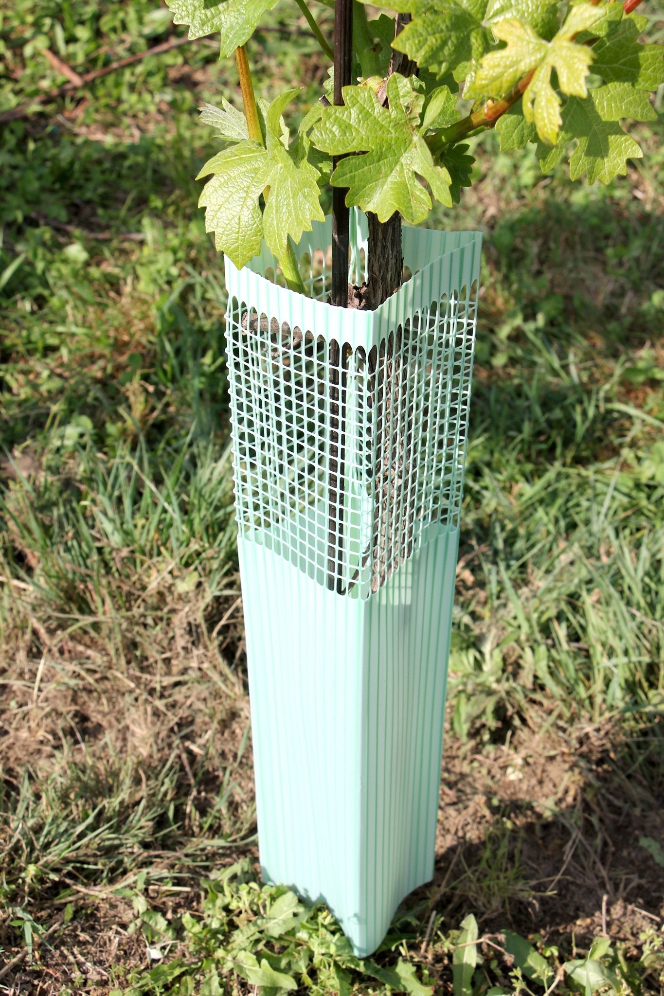 Shelter BioVINEX™ biodegradabile per barbatelle e giovani viti - Arbri Store - Supporti per piante