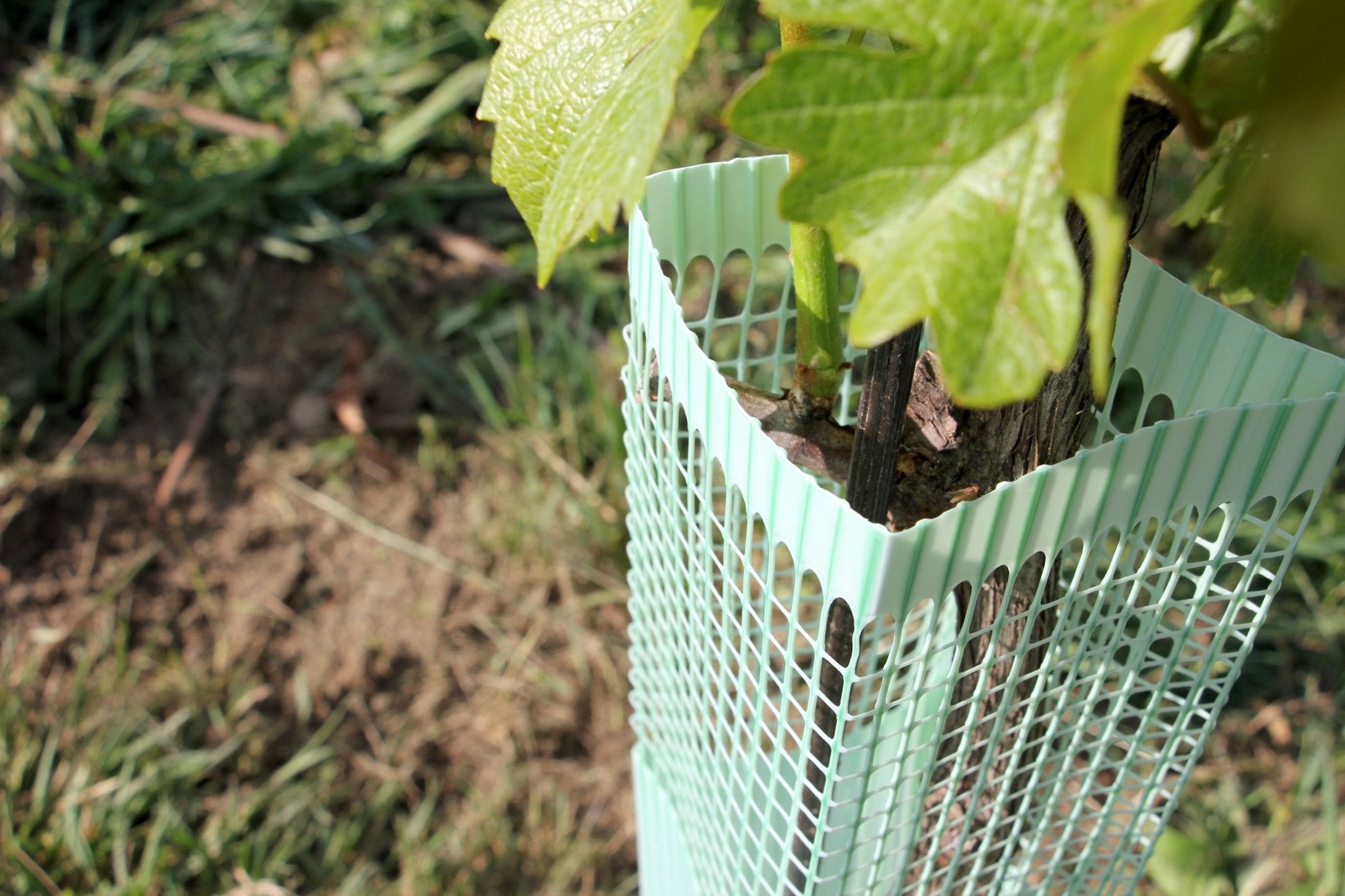 Shelter BioVINEX™ biodegradabile per barbatelle e giovani viti - Arbri Store - Supporti per piante