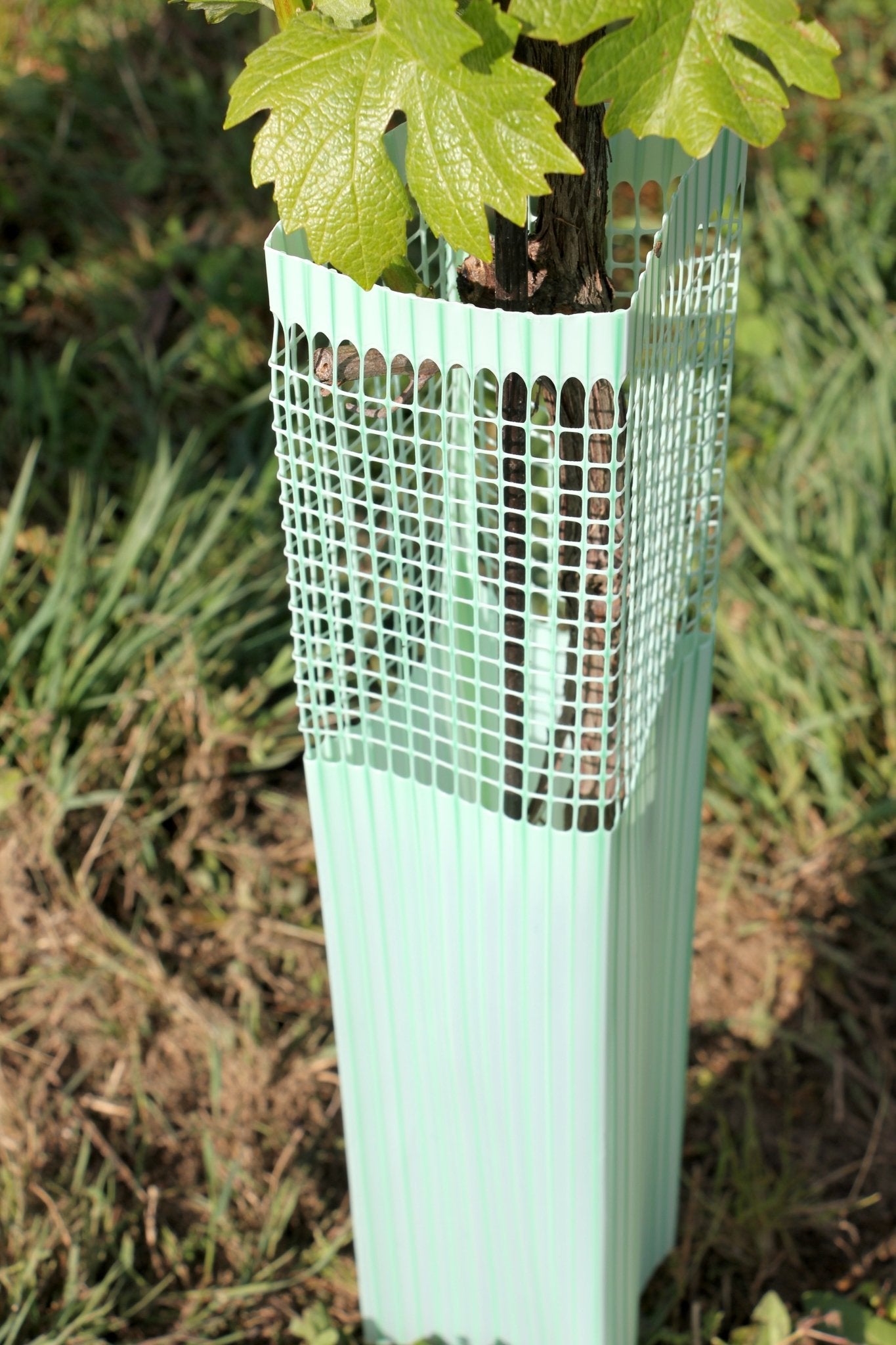 Shelter BioVINEX™ biodegradabile per barbatelle e giovani viti - Arbri Store - Supporti per piante