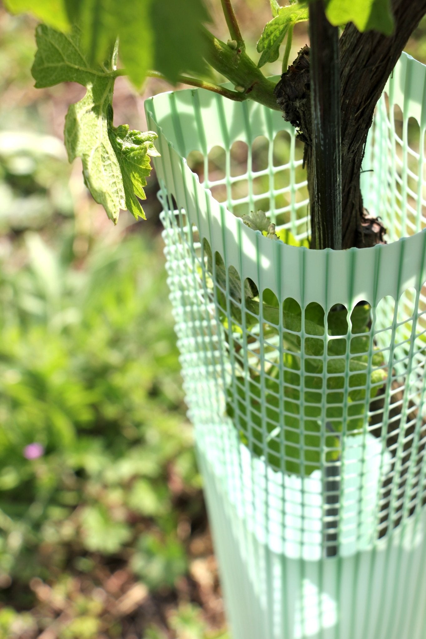 Shelter BioVINEX™ biodegradabile per barbatelle e giovani viti - Arbri Store - Supporti per piante
