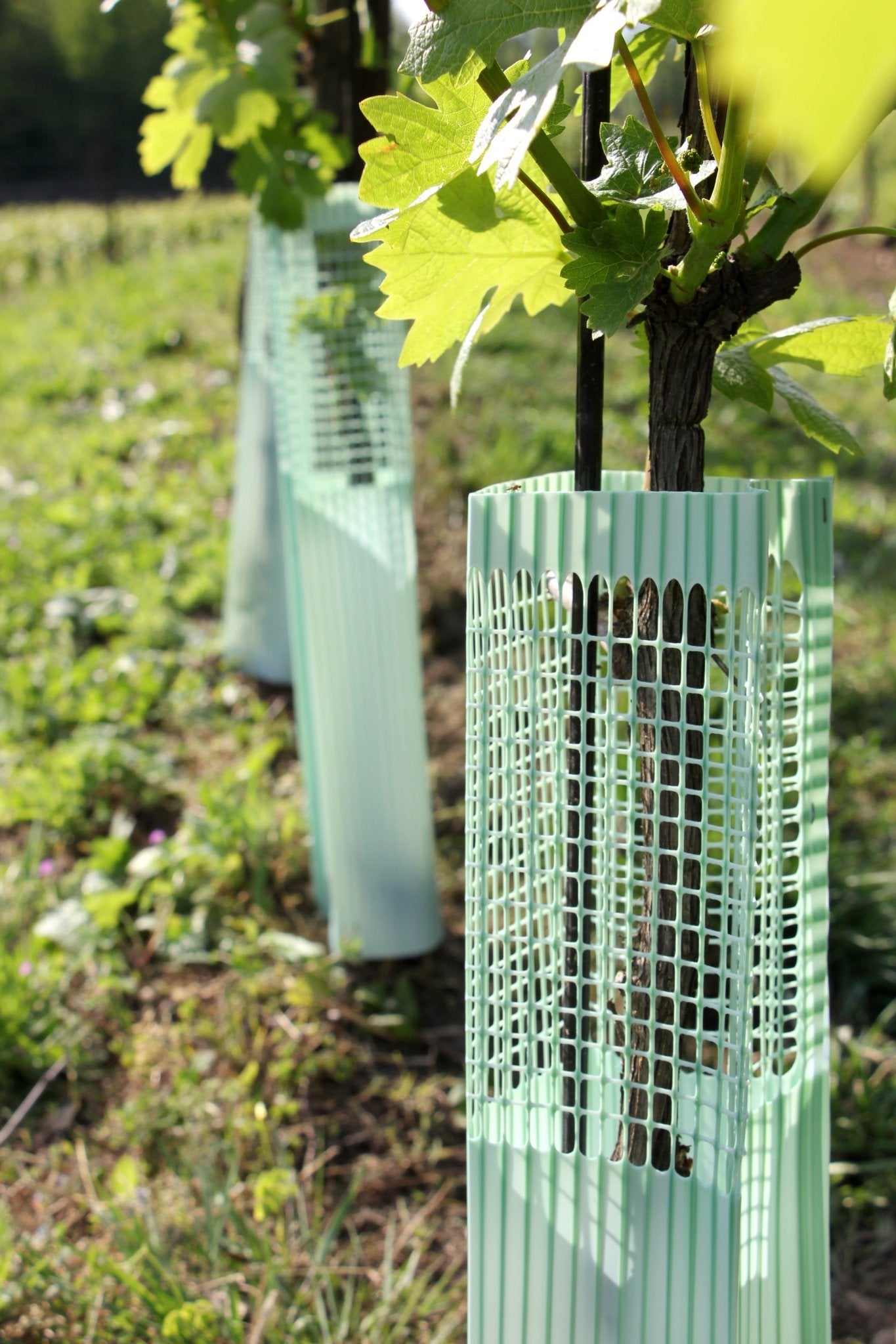 Shelter BioVINEX™ biodegradabile per barbatelle e giovani viti - Arbri Store - Supporti per piante