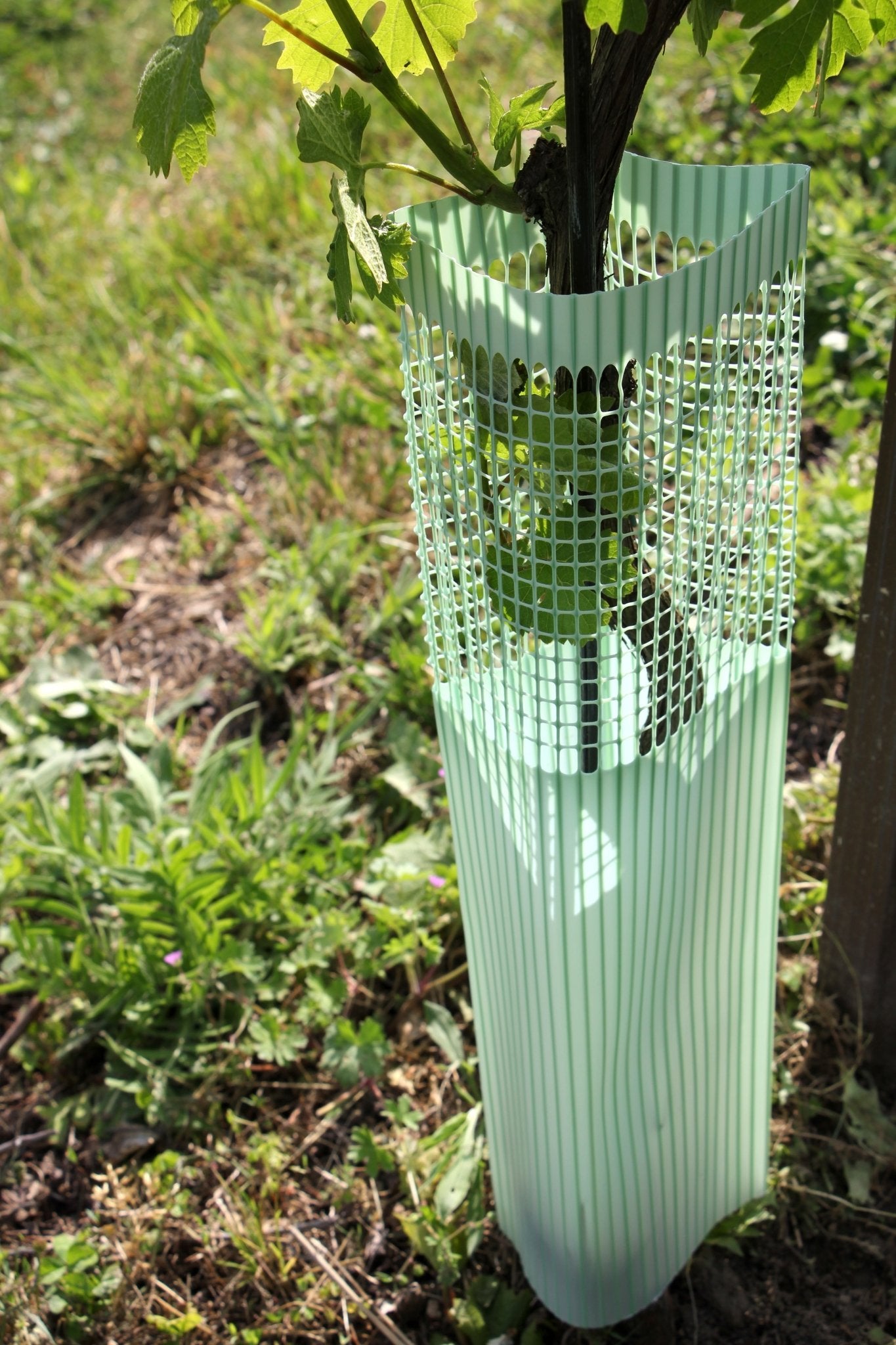 Shelter BioVINEX™ biodegradabile per barbatelle e giovani viti - Arbri Store - Supporti per piante