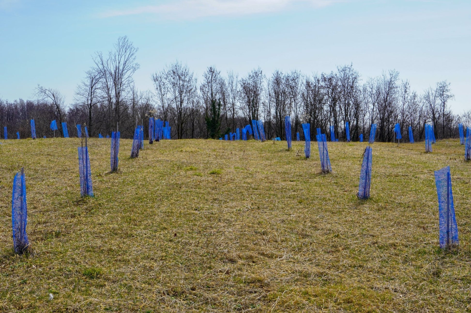 Shelter LAPIN – Rete protettiva in PE per giovani piante - Diam. 140mm - Arbri Store - Supporti per piante