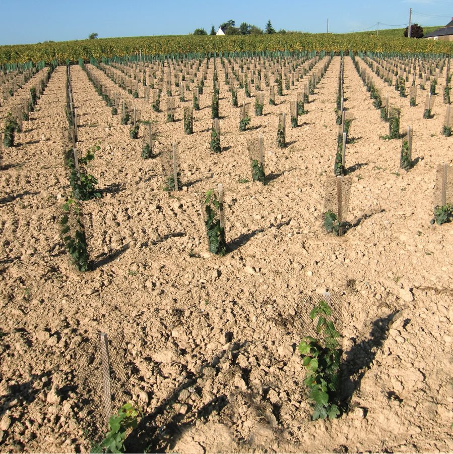 Shelter LAPIN – Rete protettiva in PE per giovani piante - Diam. 140mm - Arbri Store - Supporti per piante