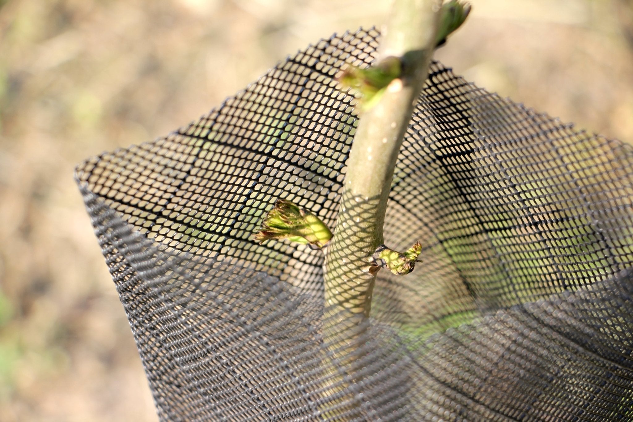 Shelter RODEX PRO – Rete protettiva extra - resistente per giovani piante - Arbri Store - Supporti per piante