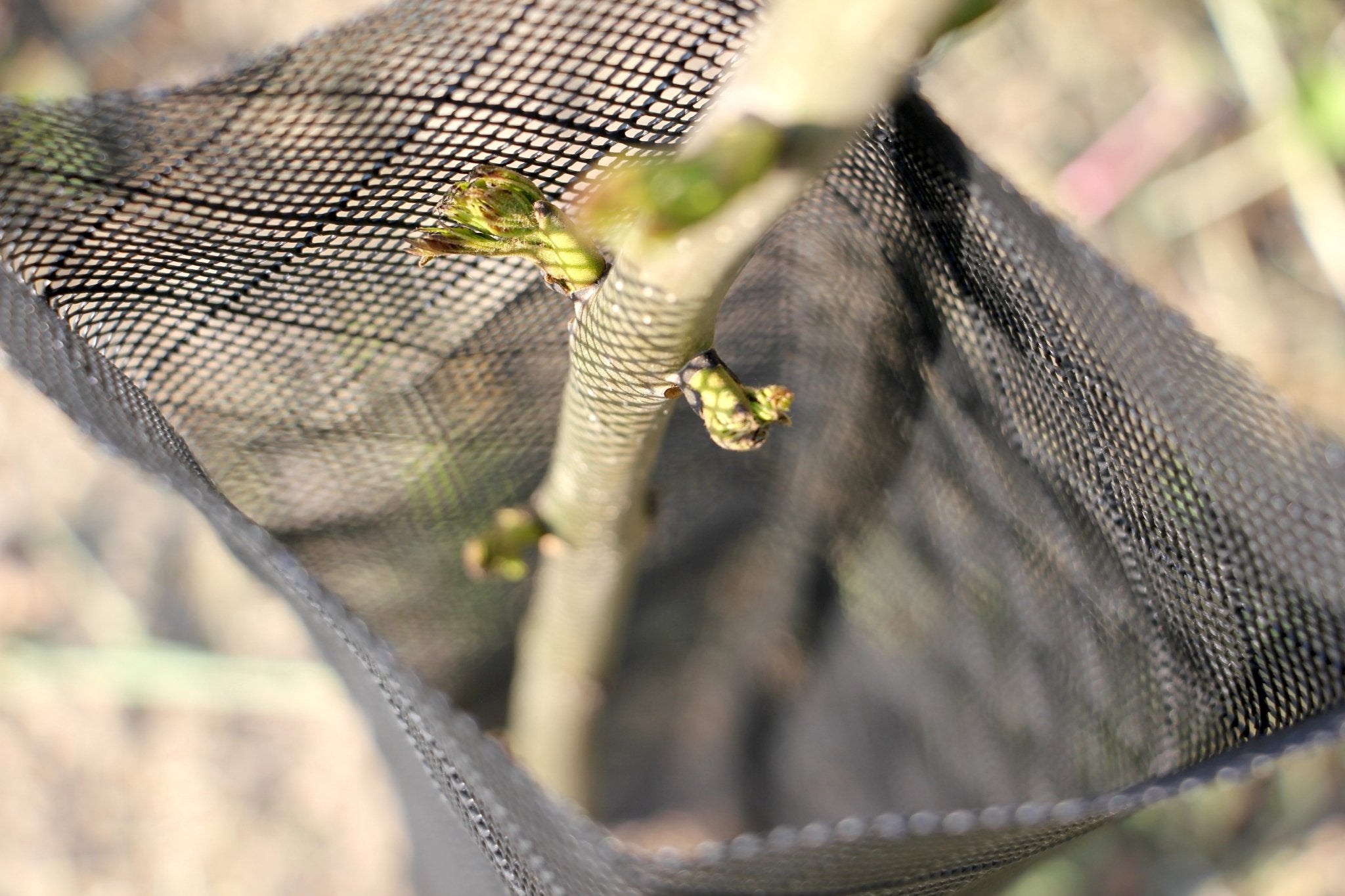 Shelter RODEX PRO – Rete protettiva extra - resistente per giovani piante - Arbri Store - Supporti per piante