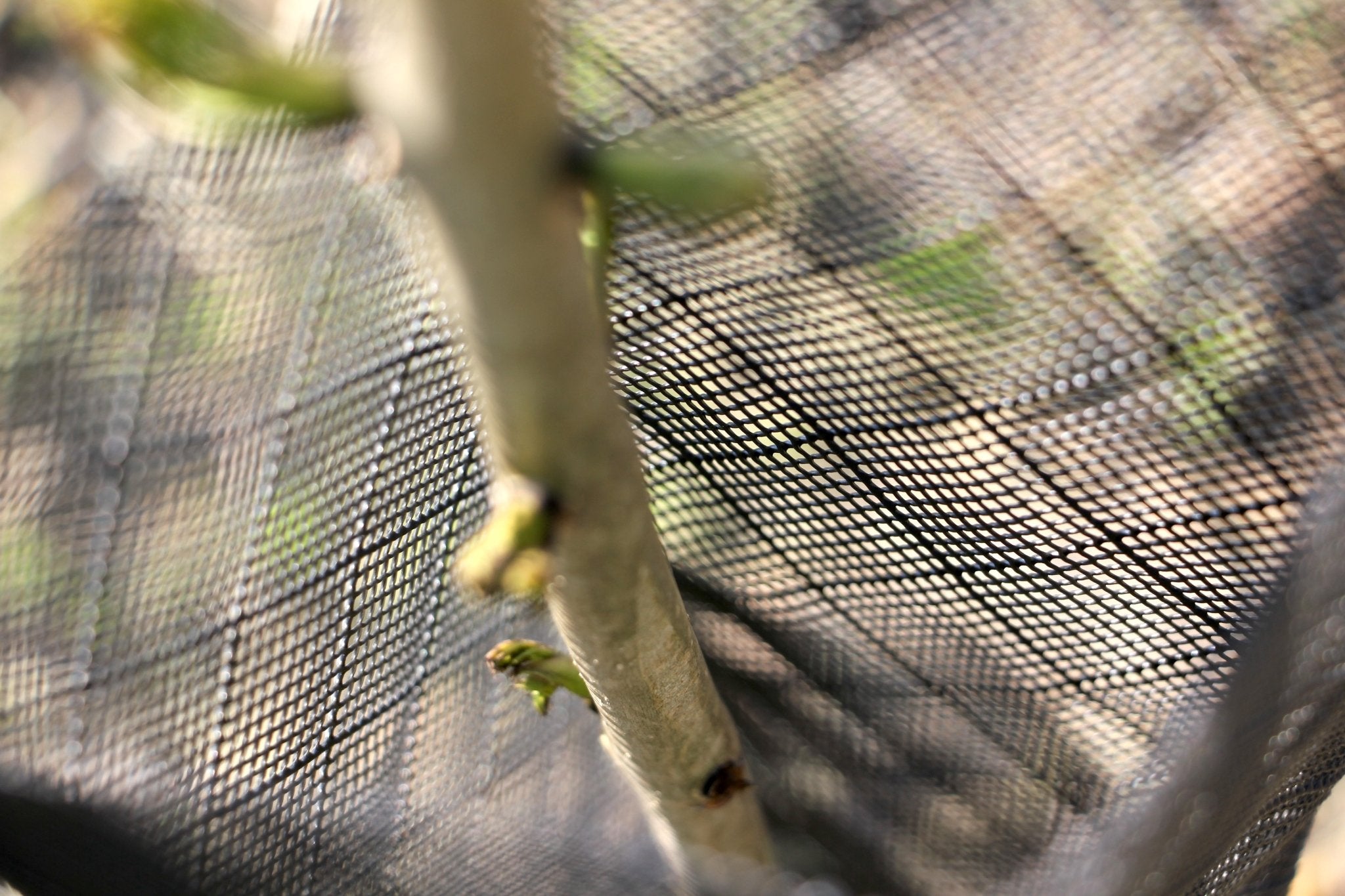 Shelter RODEX PRO – Rete protettiva extra - resistente per giovani piante - Arbri Store - Supporti per piante