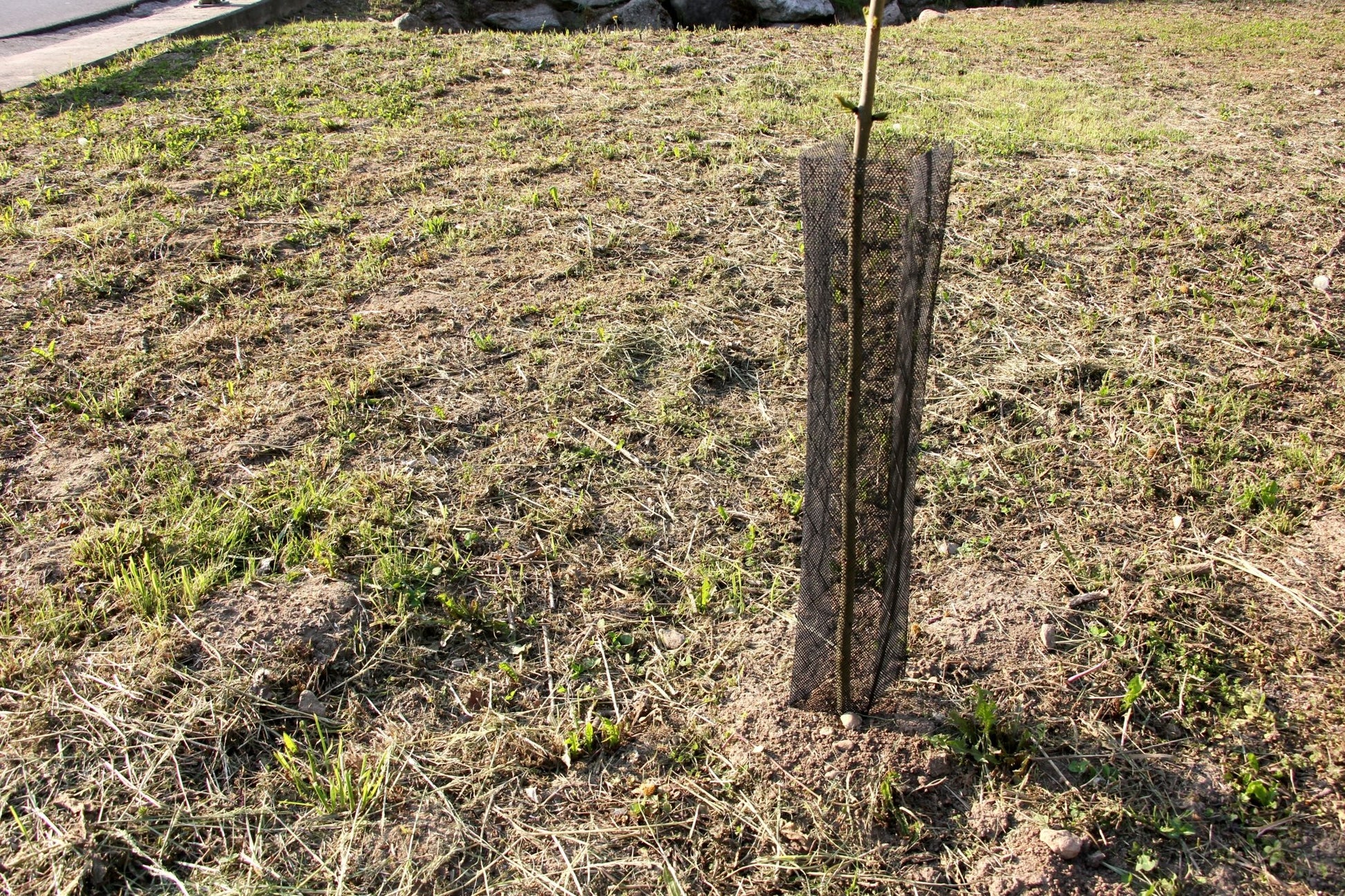 Shelter RODEX PRO – Rete protettiva extra - resistente per giovani piante - Arbri Store - Supporti per piante