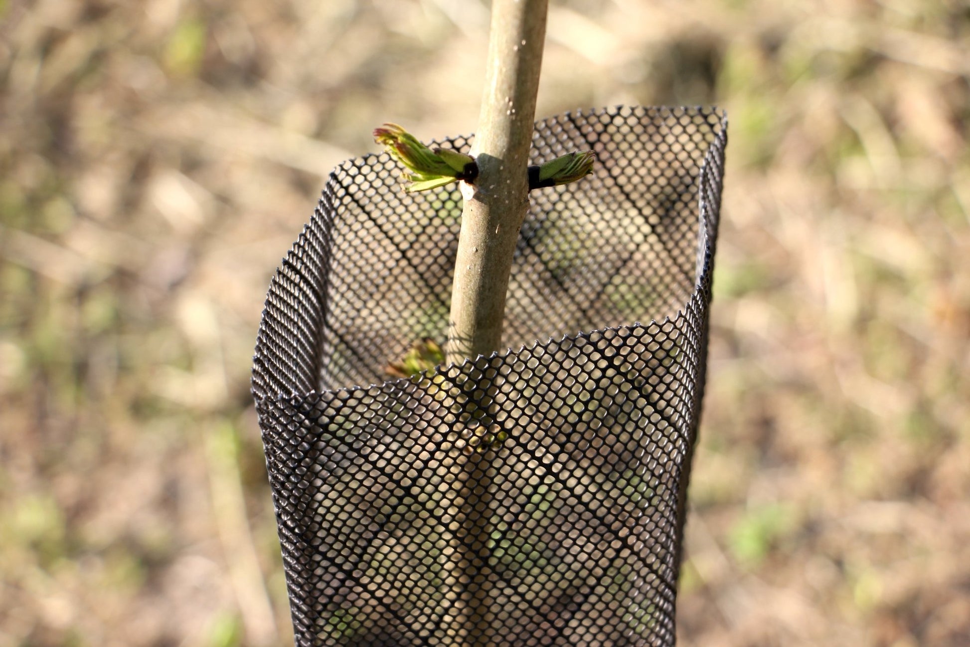 Shelter RODEX PRO – Rete protettiva extra - resistente per giovani piante - Arbri Store - Supporti per piante