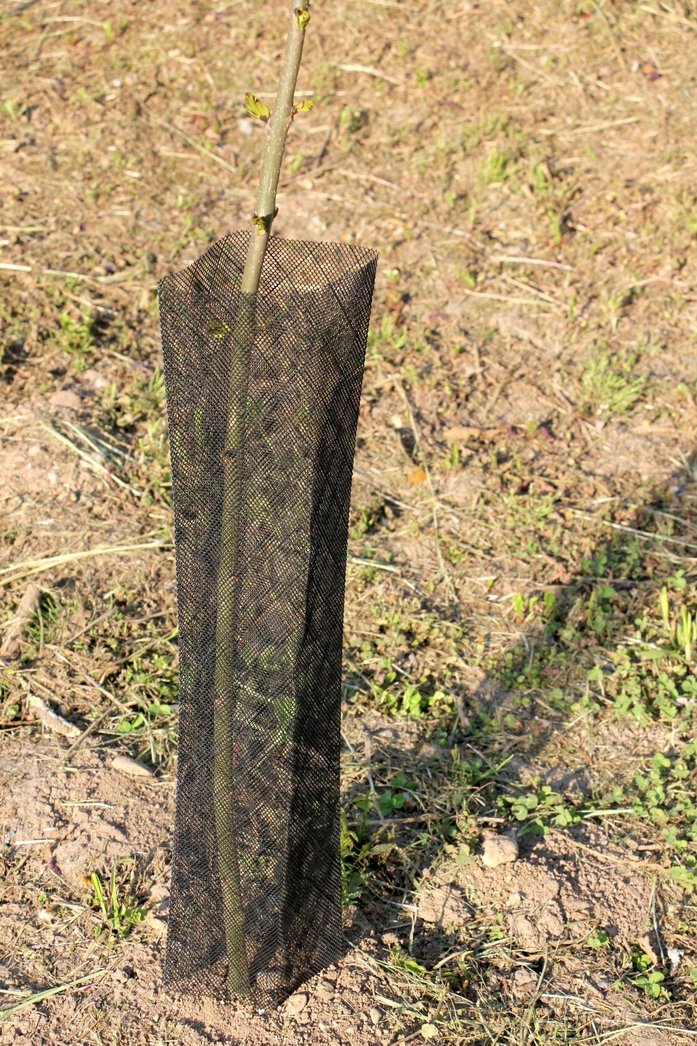 Shelter RODEX PRO – Rete protettiva extra - resistente per giovani piante - Arbri Store - Supporti per piante