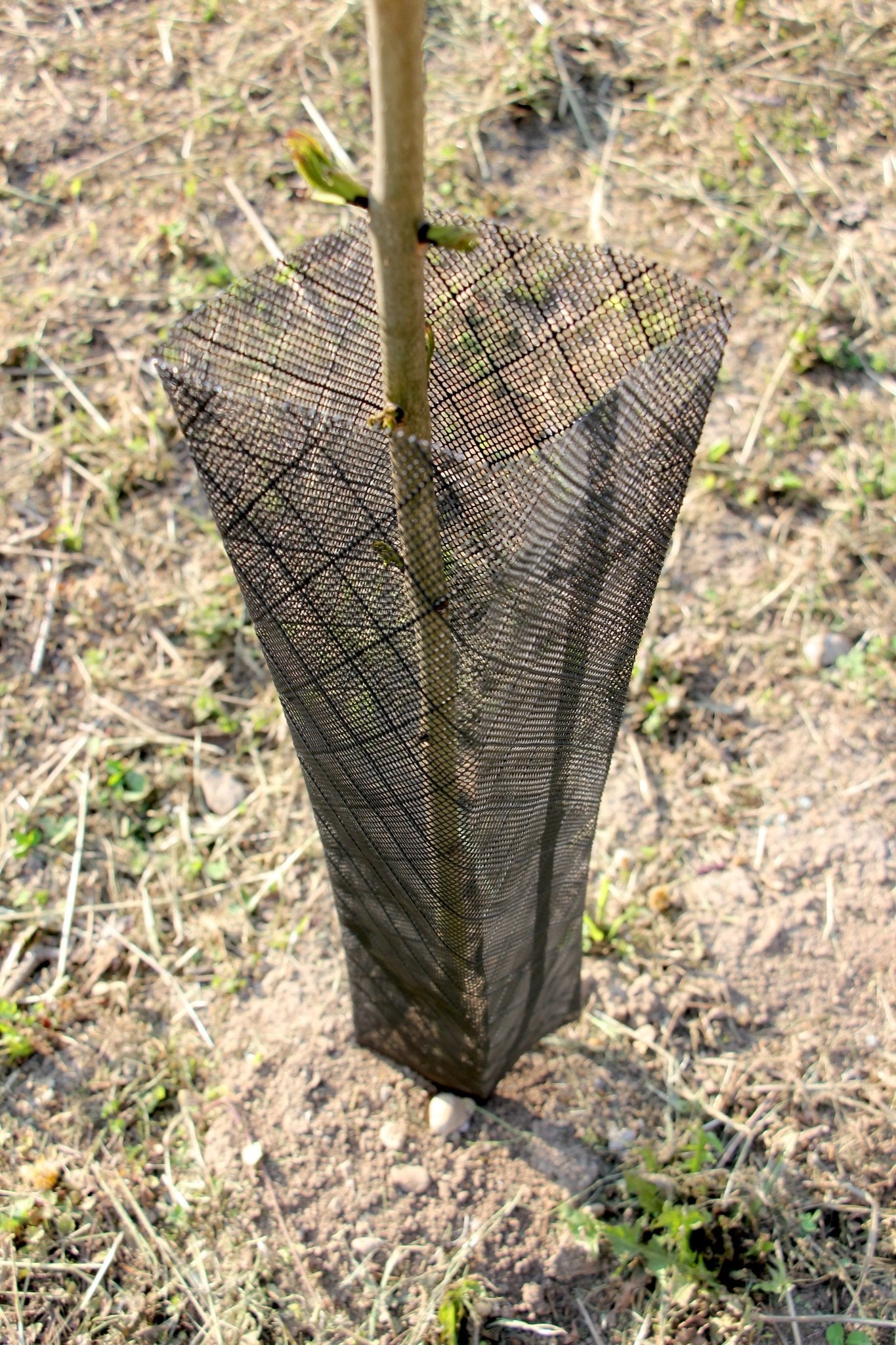 Shelter RODEX PRO – Rete protettiva extra - resistente per giovani piante - Arbri Store - Supporti per piante