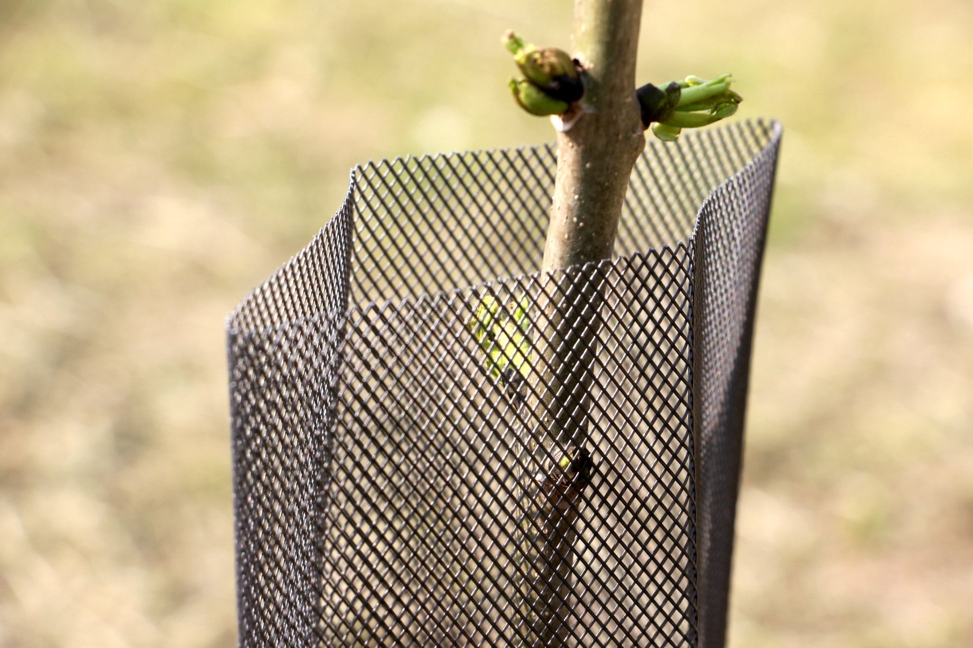 Shelter RODEX – Rete protettiva rinforzata per giovani piante - Arbri Store - Supporti per piante