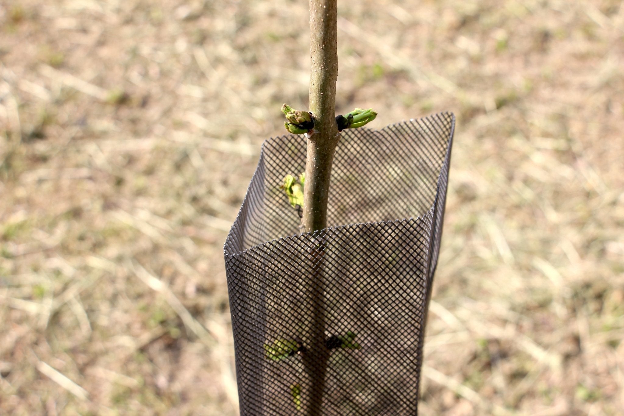 Shelter RODEX – Rete protettiva rinforzata per giovani piante - Arbri Store - Supporti per piante