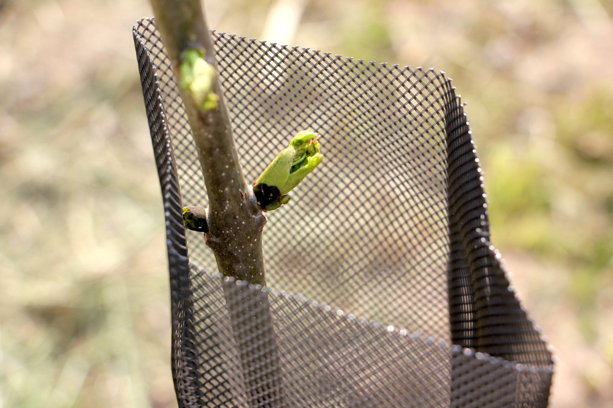 Shelter RODEX – Rete protettiva rinforzata per giovani piante - Arbri Store - Supporti per piante