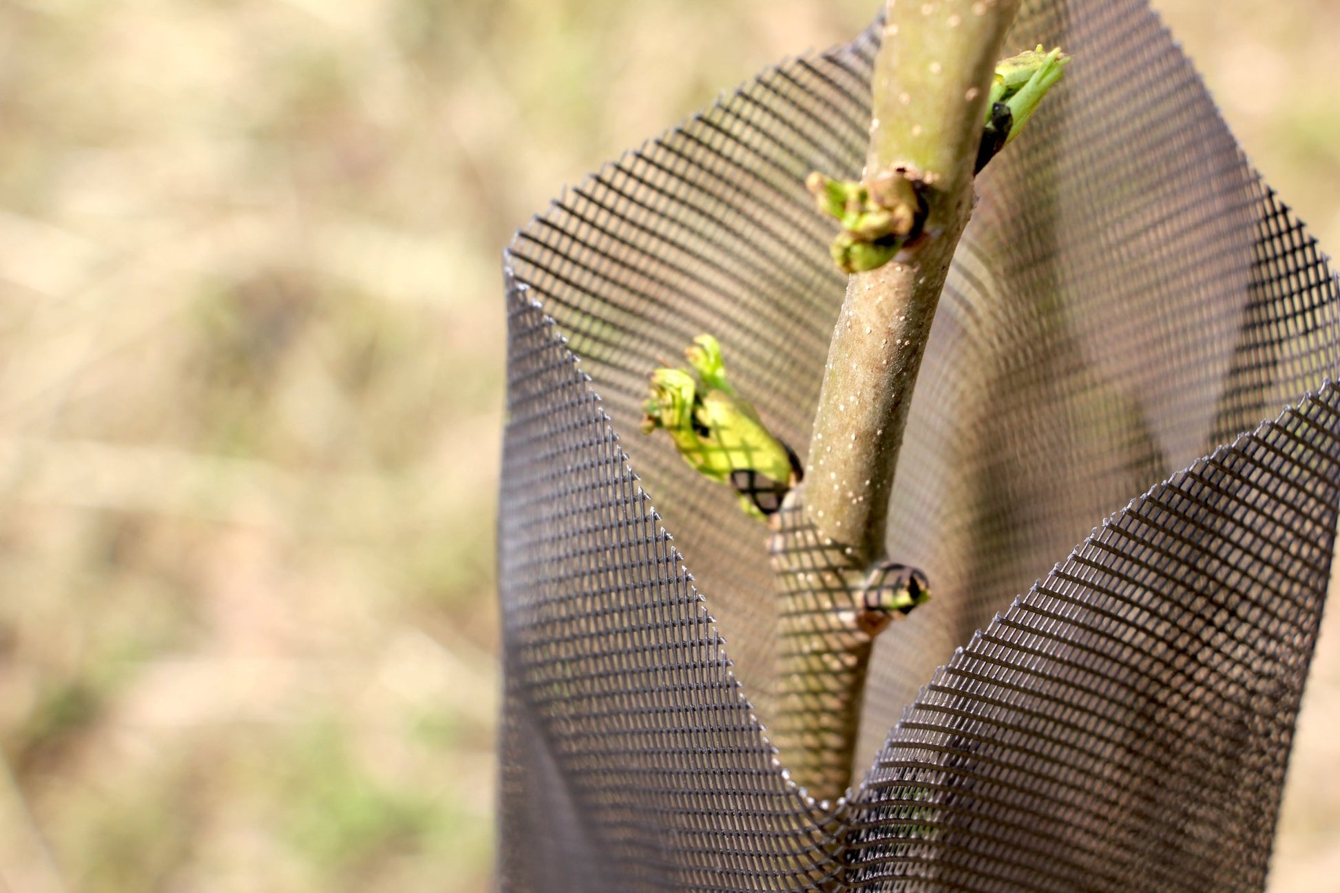 Shelter RODEX – Rete protettiva rinforzata per giovani piante - Arbri Store - Supporti per piante