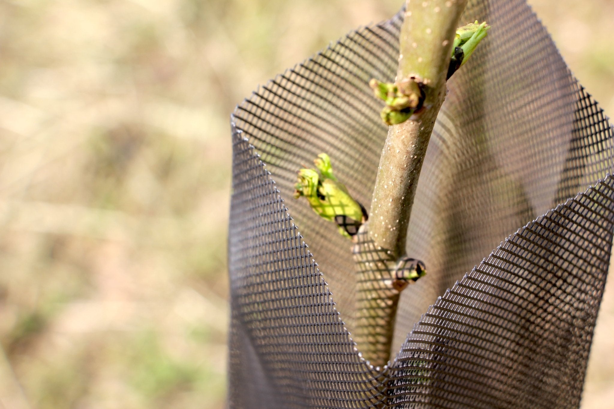 Shelter RODEX – Rete protettiva rinforzata per giovani piante - Arbri Store - Supporti per piante