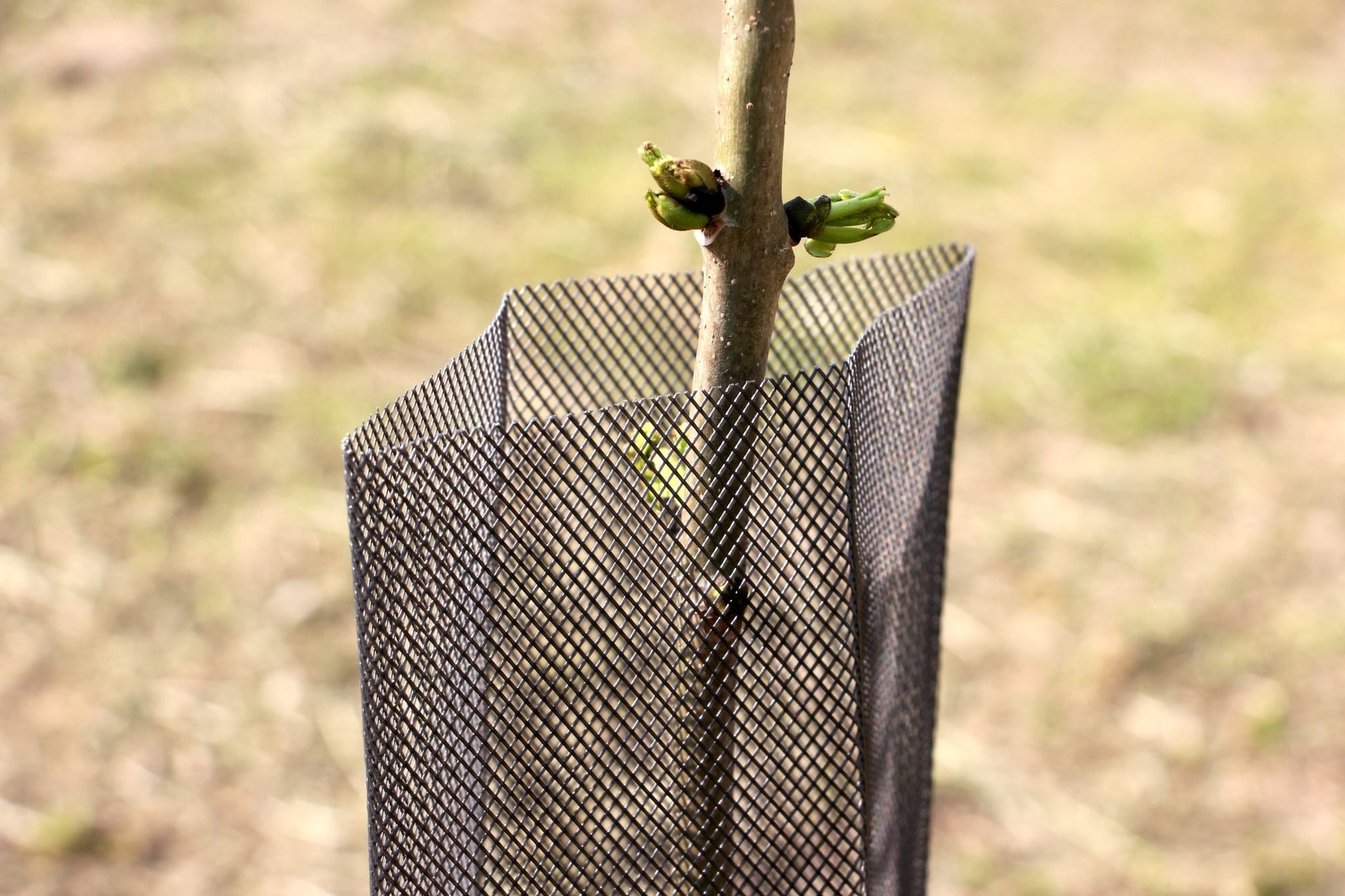Shelter RODEX – Rete protettiva rinforzata per giovani piante - Arbri Store - Supporti per piante